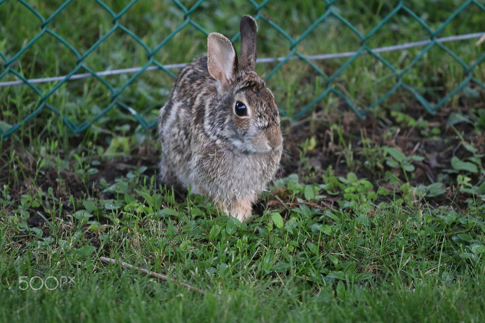 Canon EOS 70D + Canon EF 70-200mm F4L USM sample photo. Happy easter ...joyeuse paque photography