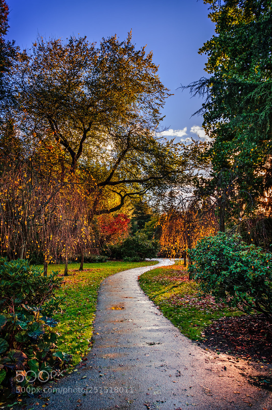 Nikon D810 sample photo. After the rain in photography