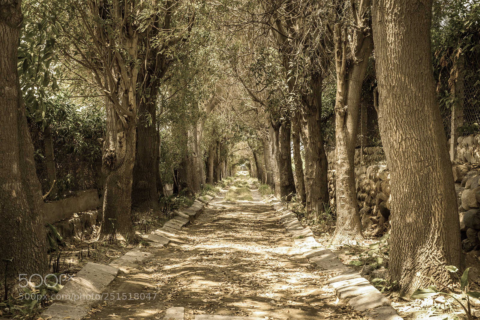 Nikon D610 sample photo. Sabandia photography