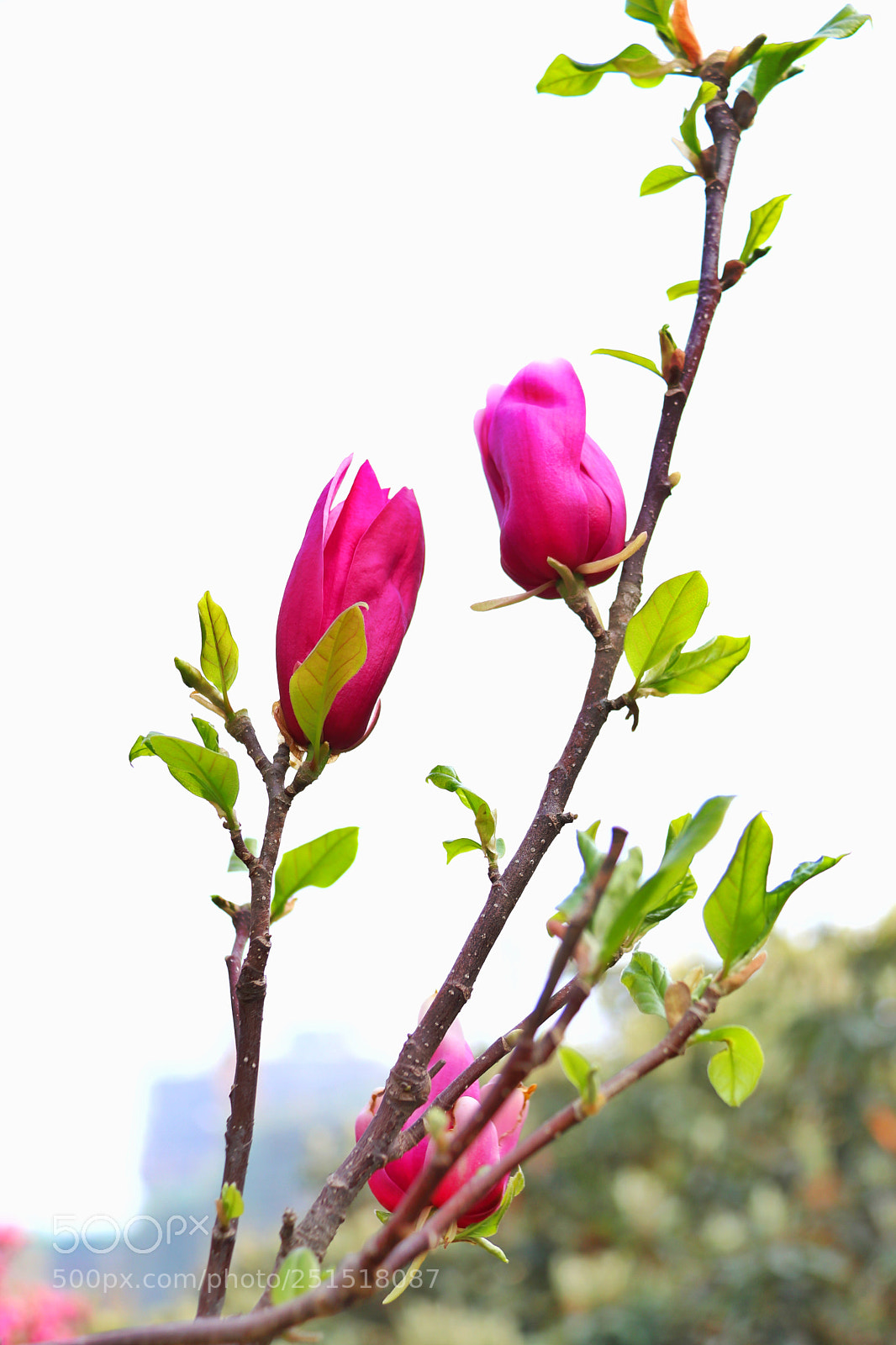 Canon EOS 80D sample photo. 红玉兰 photography
