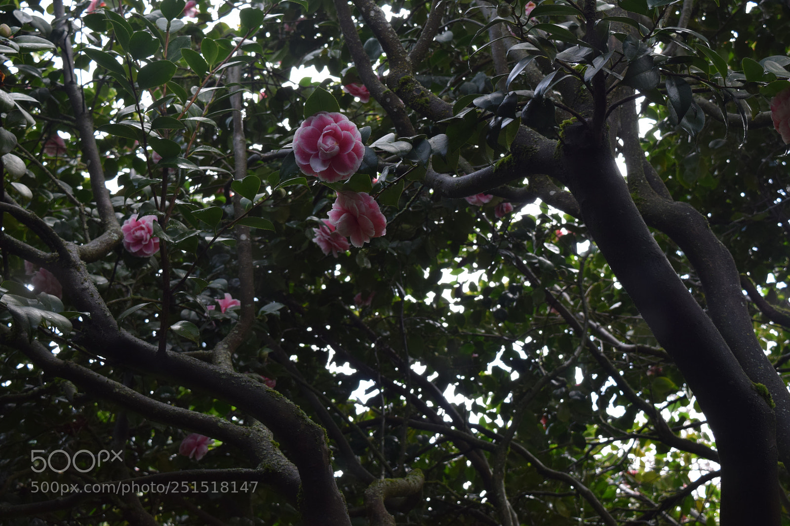 Nikon D3300 sample photo. Dsc photography