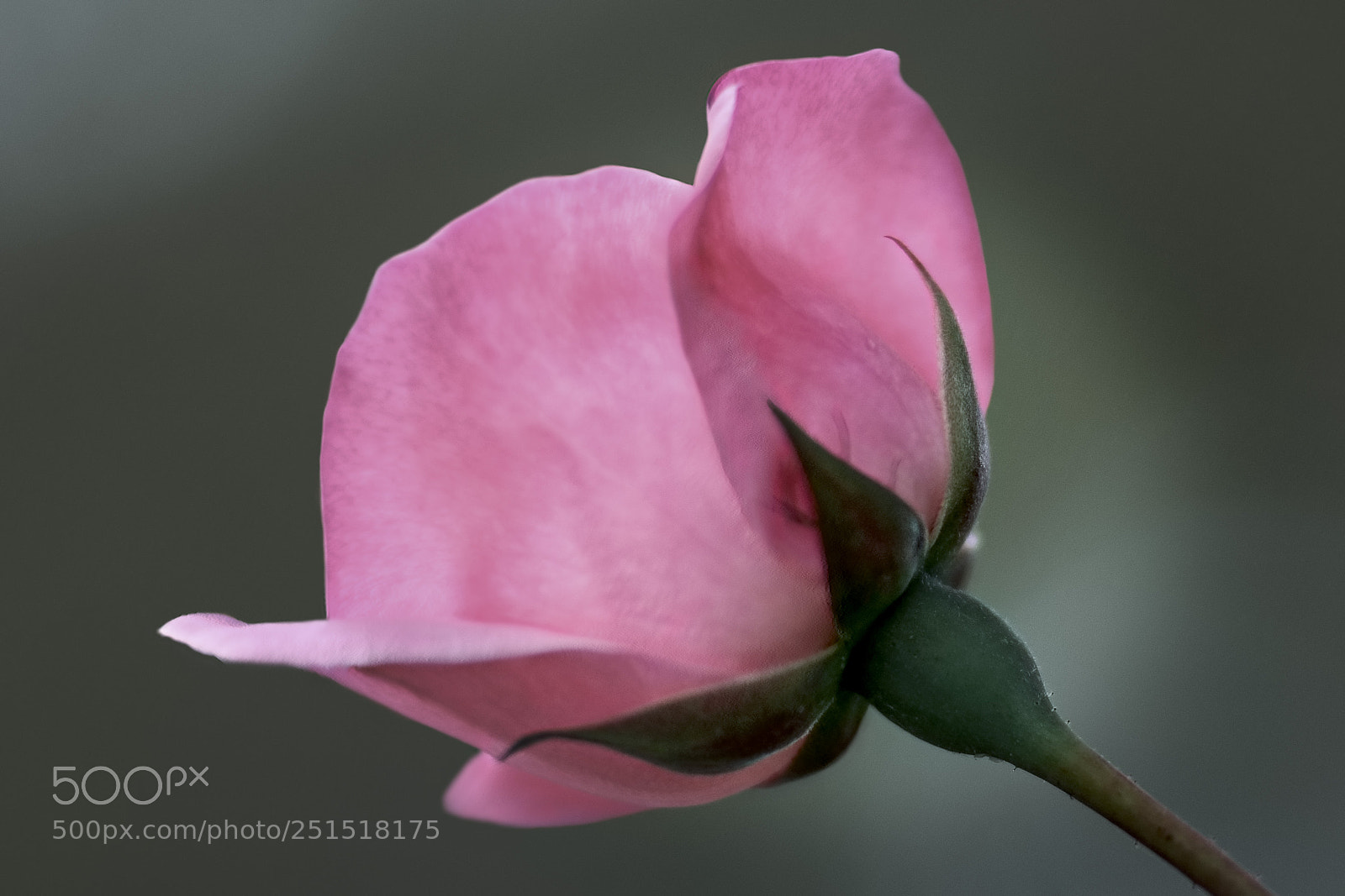 Canon EOS 5D Mark II sample photo. Pink perfection photography