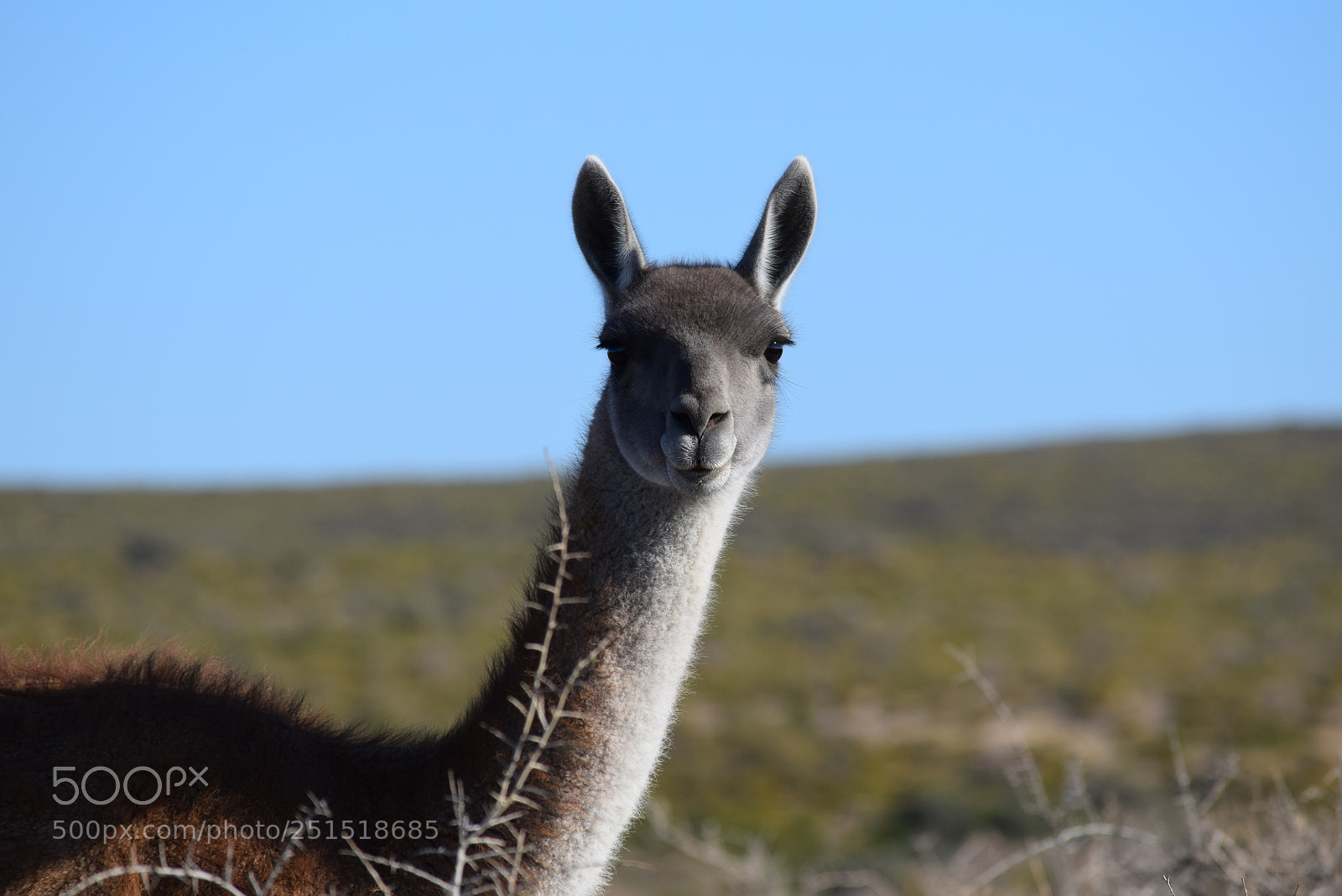 Nikon D3300 sample photo. Punta tombo i photography