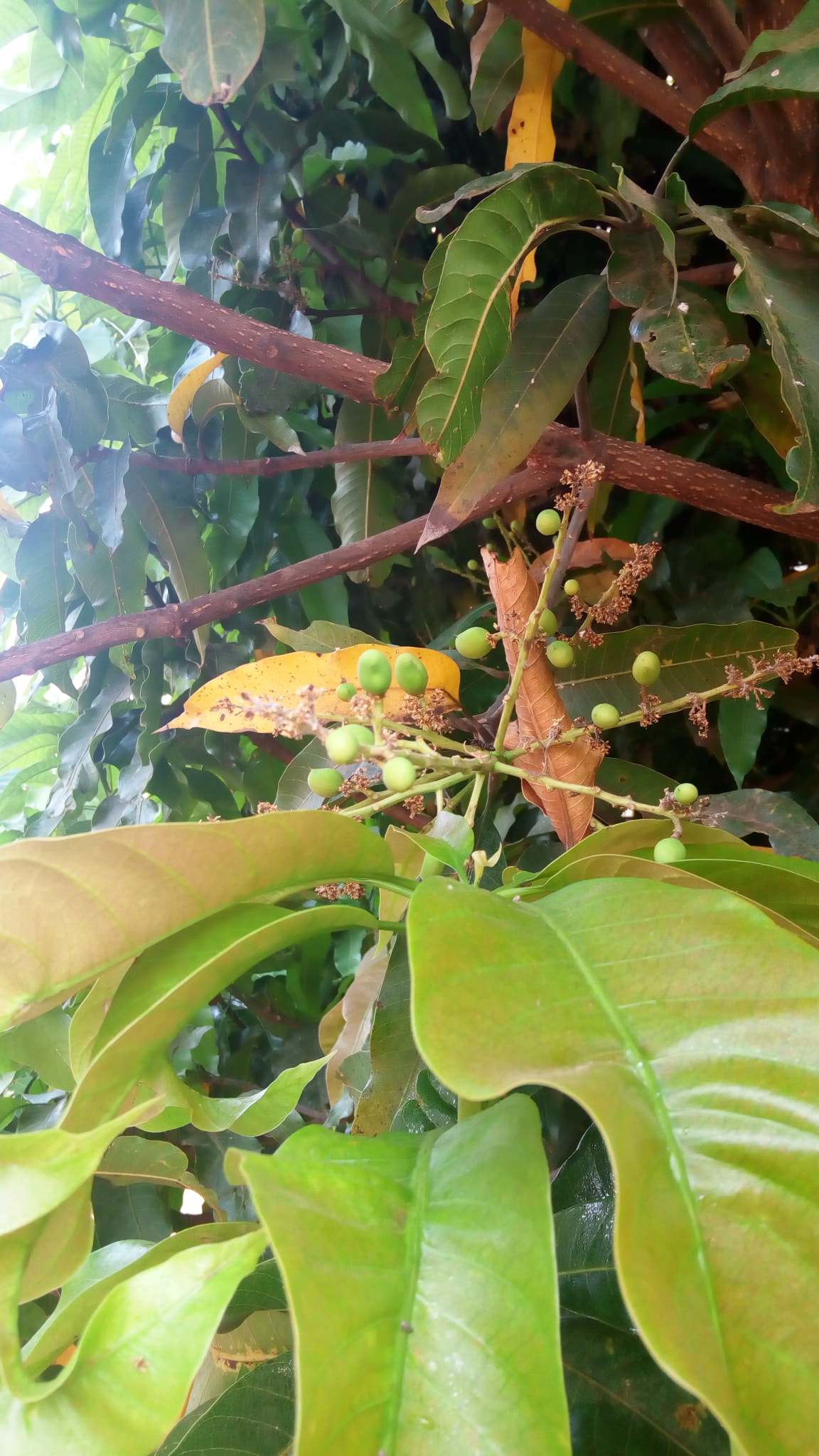 Lenovo VIBE X3 LITE sample photo. Bud of mango photography