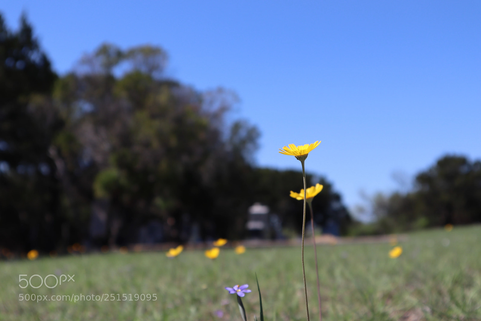 Canon EOS M50 (EOS Kiss M) sample photo. Lone flower mounts watch photography