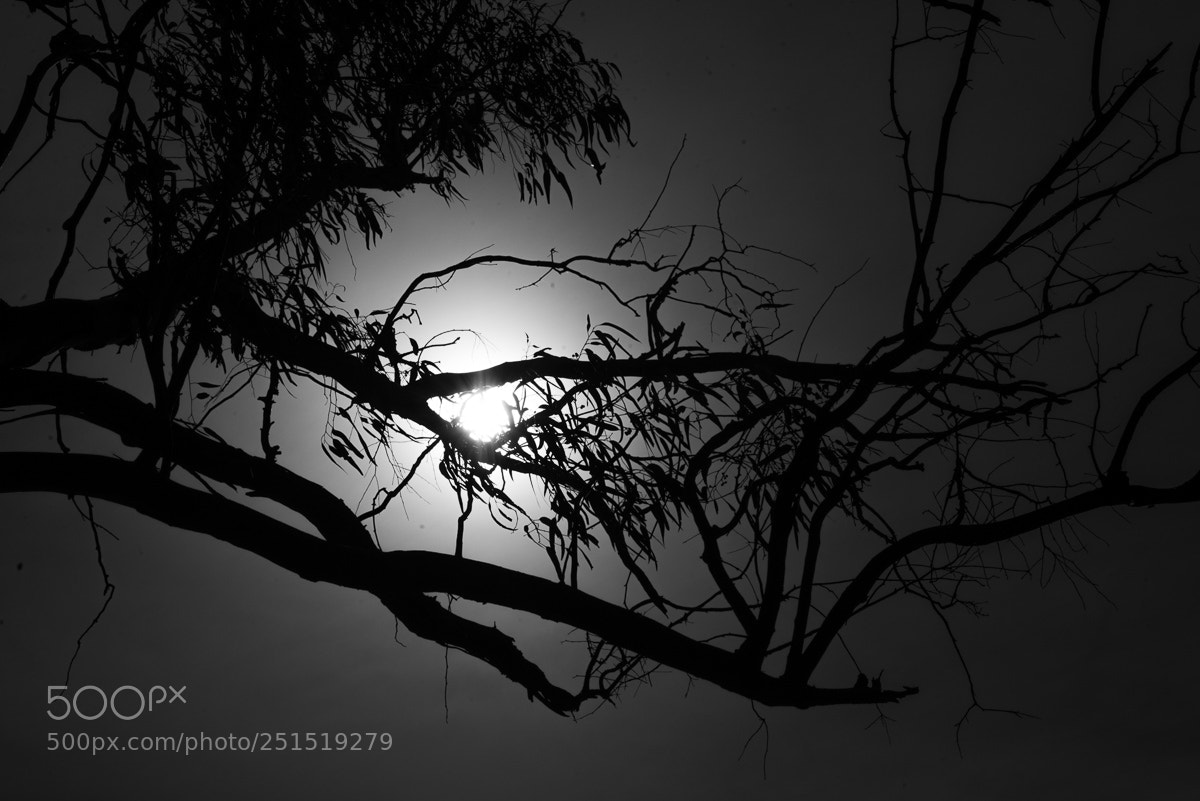 Nikon D610 sample photo. Hazy day photography
