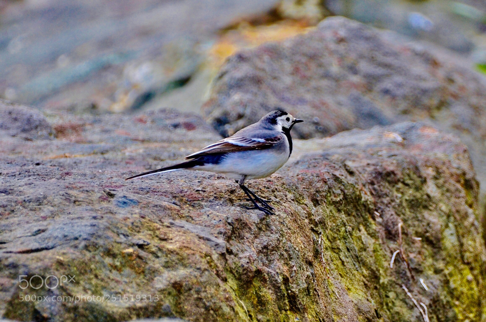 Nikon D7000 sample photo. Cute bird photography