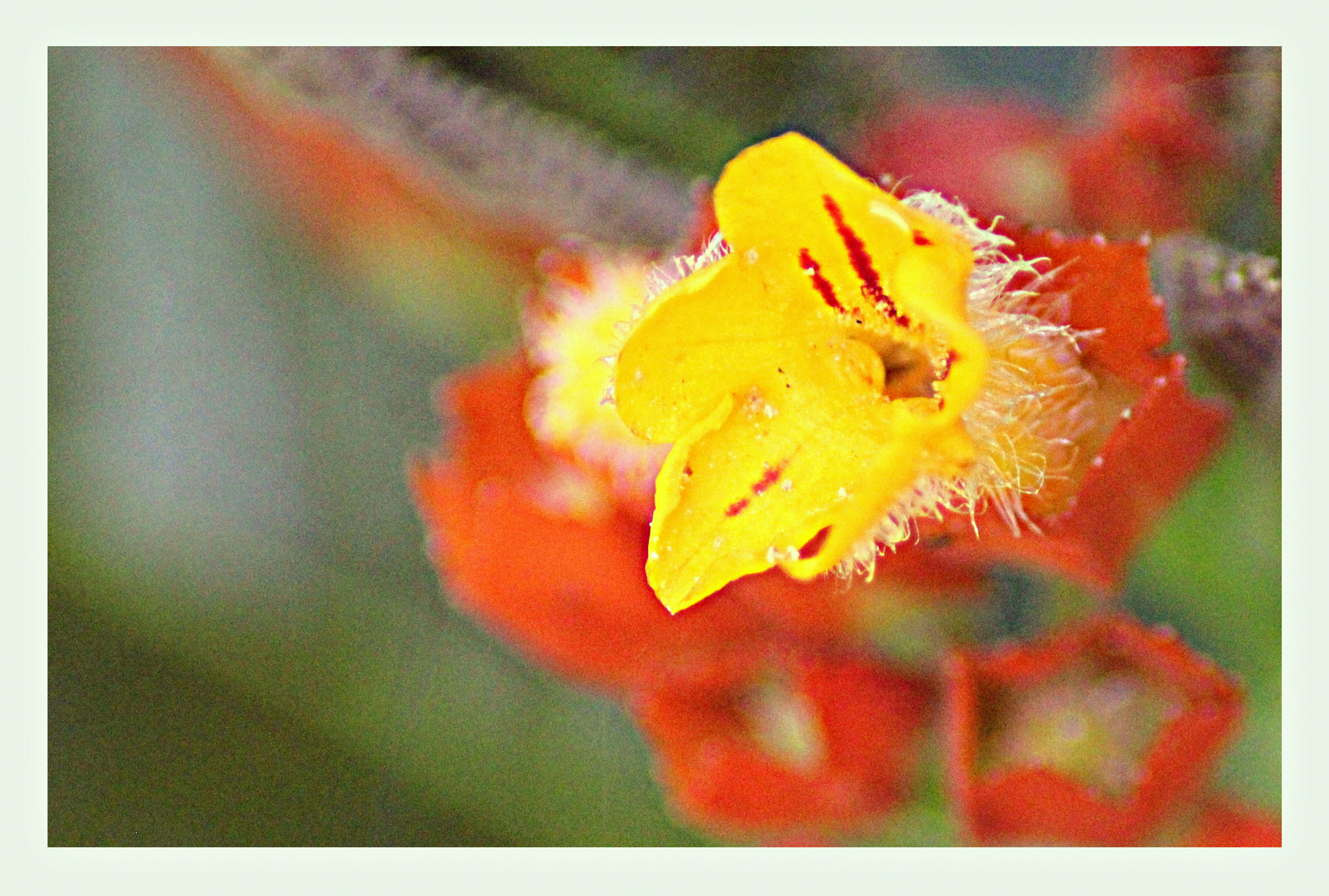 Canon EOS 1300D (EOS Rebel T6 / EOS Kiss X80) sample photo. It was called "yellow" photography