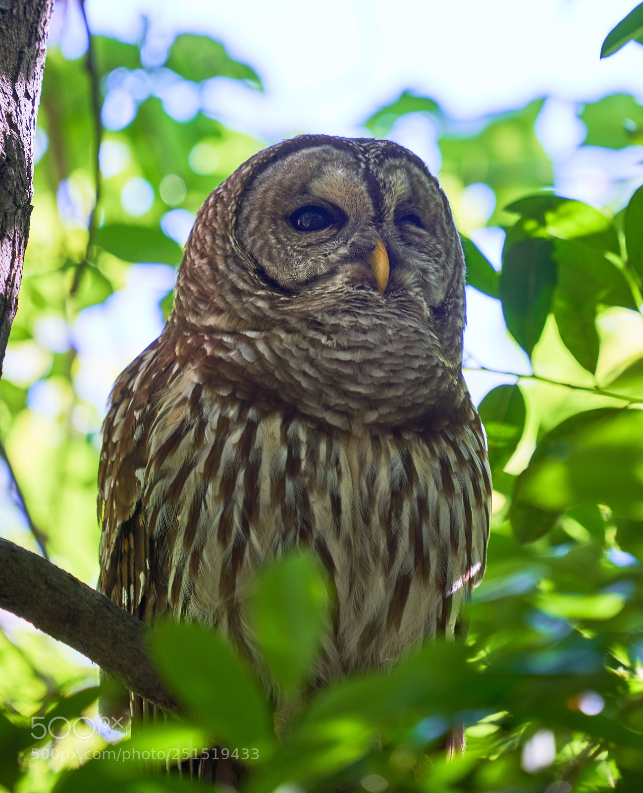 Sony a7R III sample photo. Watchful. hidden. photography