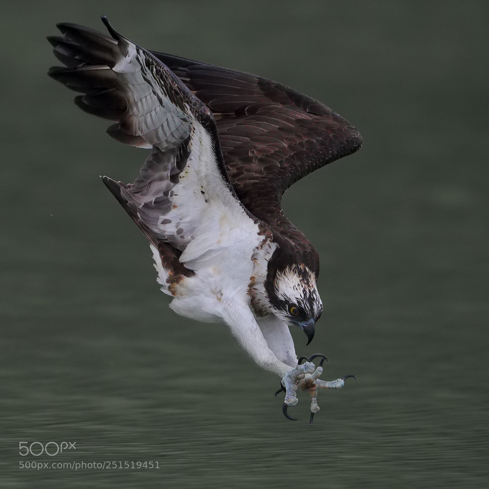 Canon EOS-1D X Mark II sample photo. Osprey photography