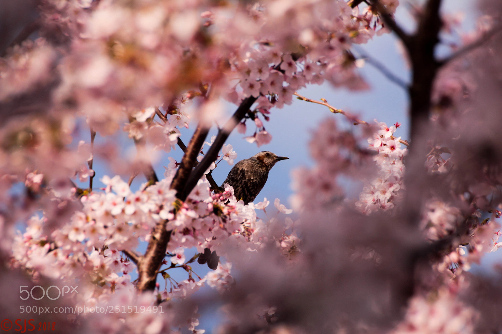 Canon EOS 550D (EOS Rebel T2i / EOS Kiss X4) sample photo. Sakura photography