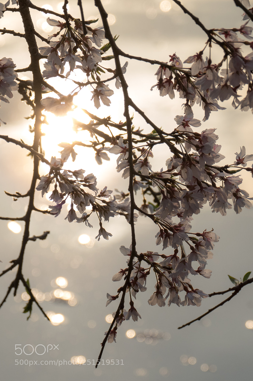 Panasonic Lumix DMC-FZ1000 sample photo. しだれ桜 photography