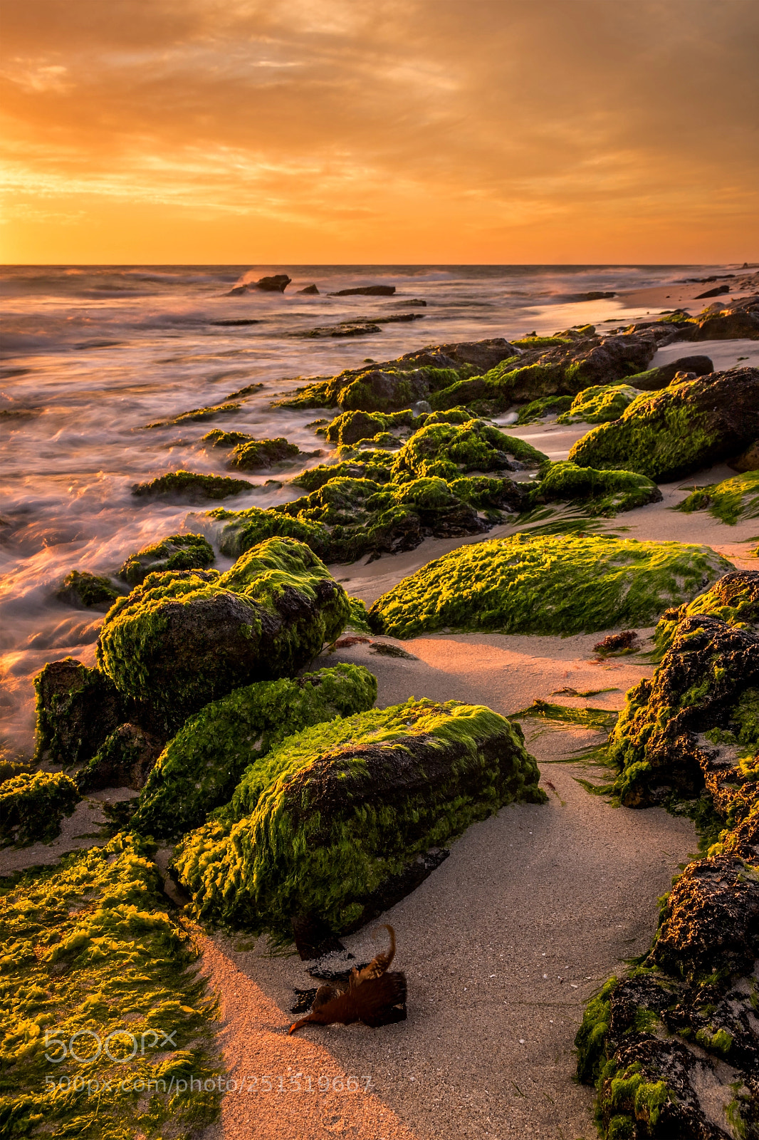 Canon EOS 750D (EOS Rebel T6i / EOS Kiss X8i) sample photo. Mossy beach photography