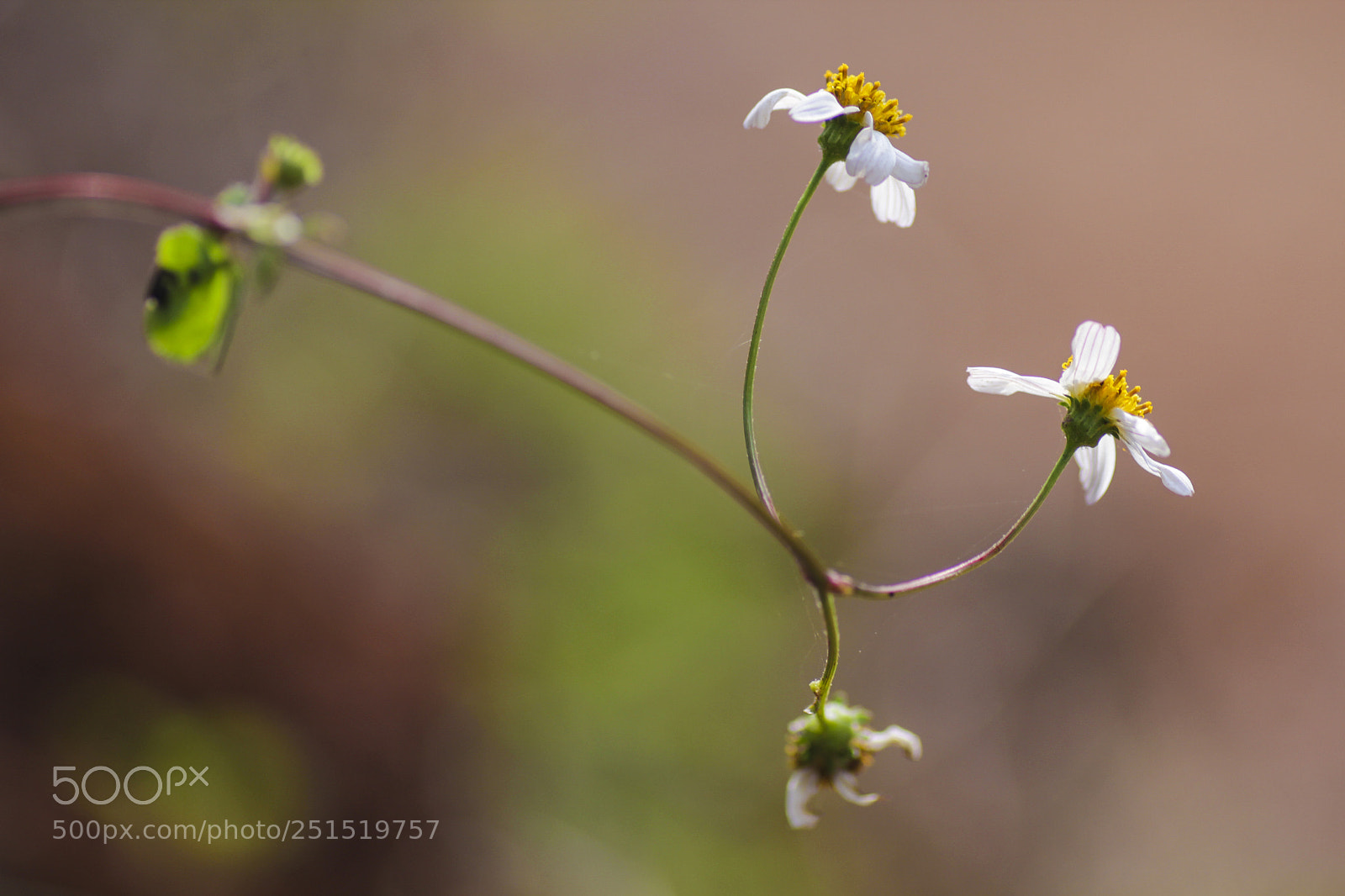 Canon EOS 60D sample photo. Bidens pilosa photography