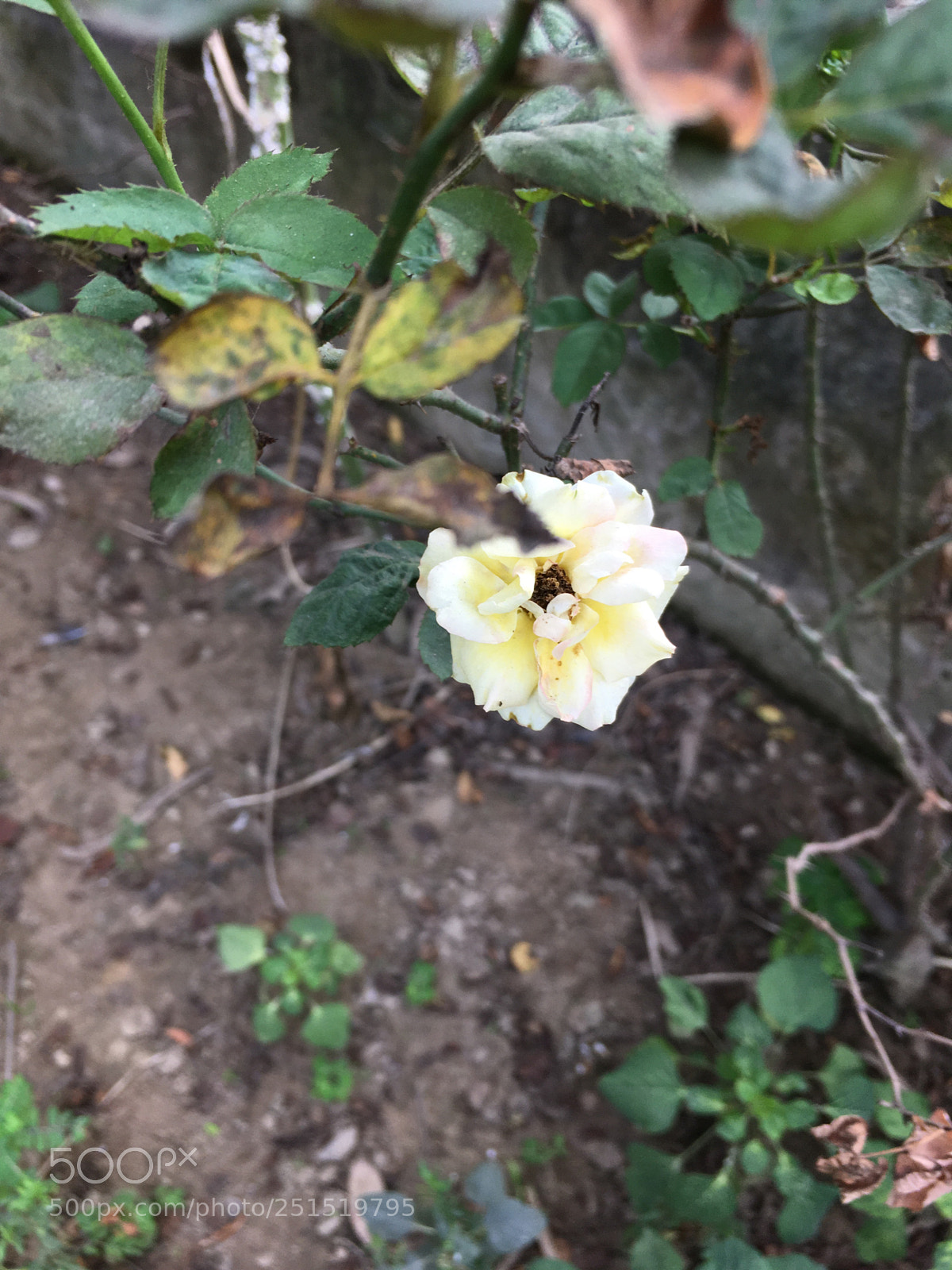 Apple iPhone SE sample photo. Untitled photography