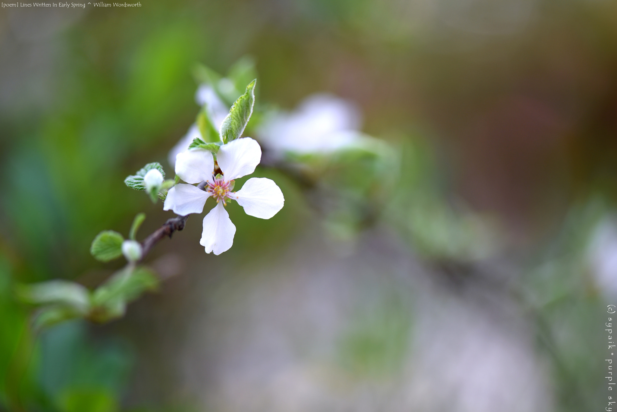 Nikon AF-S Micro-Nikkor 105mm F2.8G IF-ED VR sample photo. Lines written in early spring *** photography