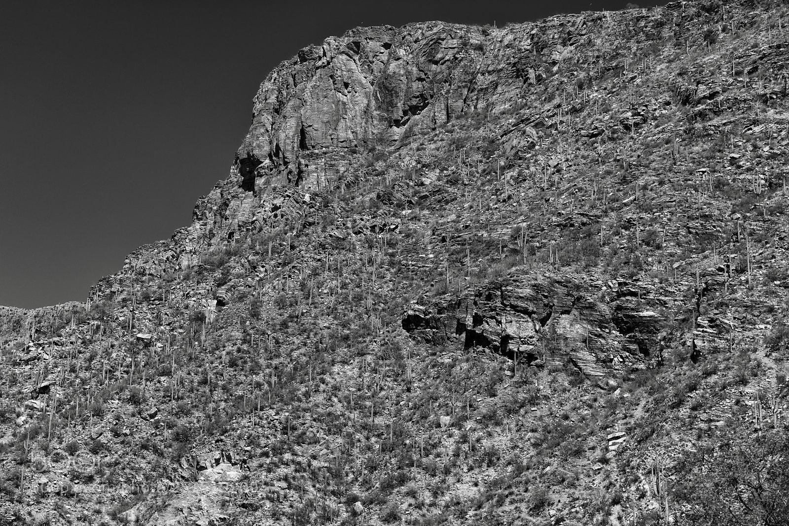 Nikon D800E sample photo. Saguaro cactus along a photography