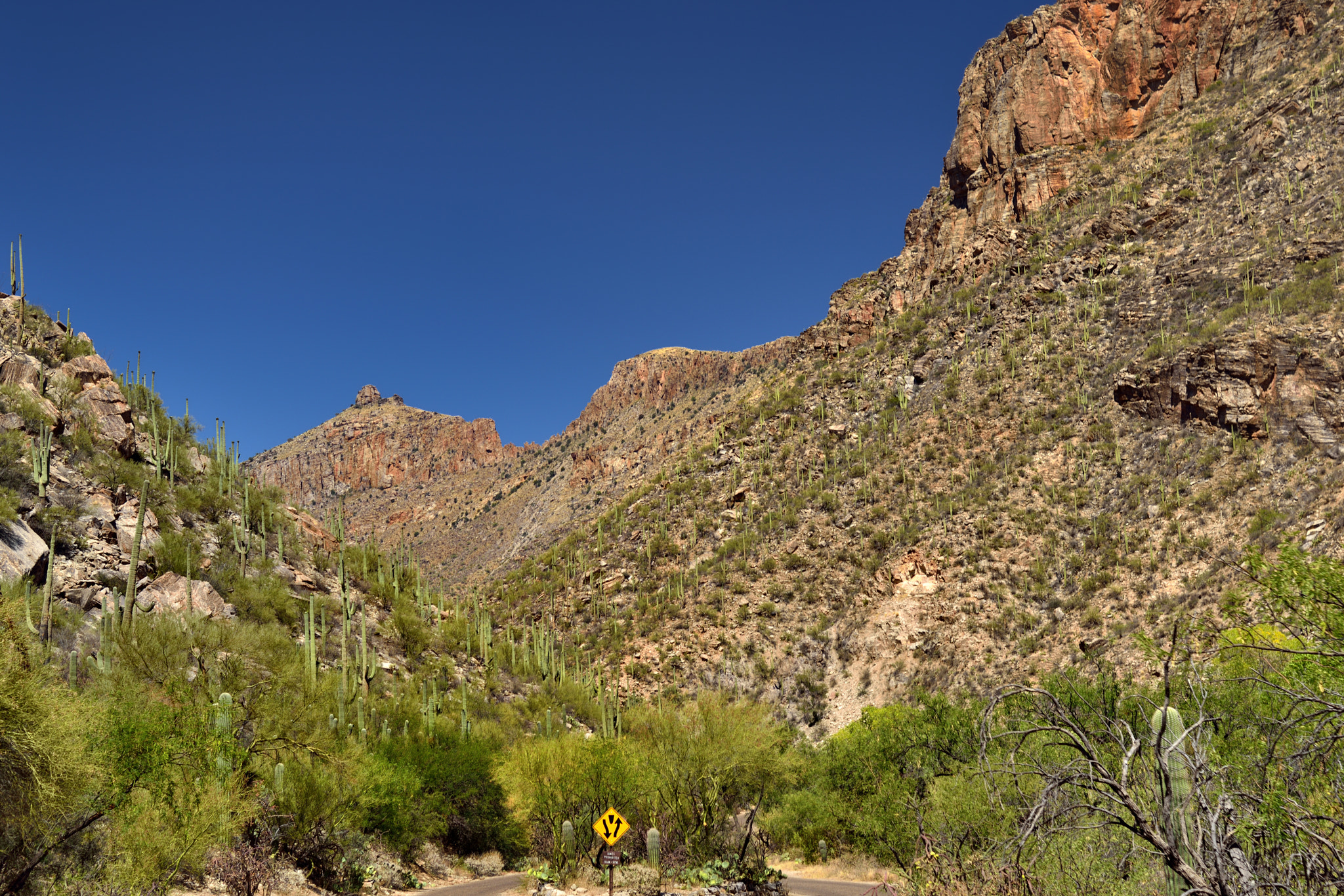 Nikon D800E + Nikon AF-S Nikkor 24-120mm F4G ED VR sample photo. A lone sign guiding the direction and flow in and out of sabino canyon photography