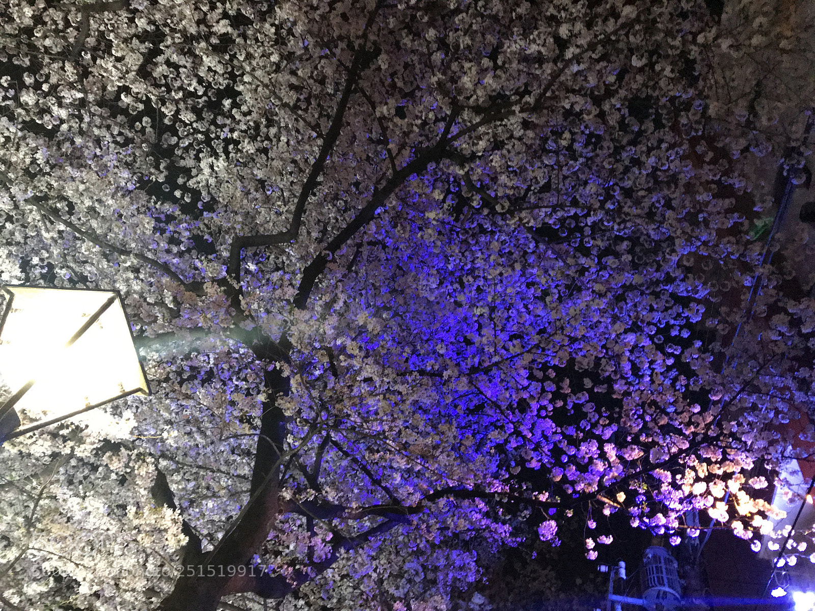 Apple iPhone 7 sample photo. #cherryblossom photography