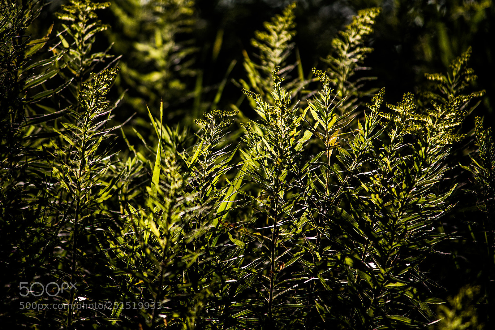 Canon EOS 700D (EOS Rebel T5i / EOS Kiss X7i) sample photo. Geurilla grass photography