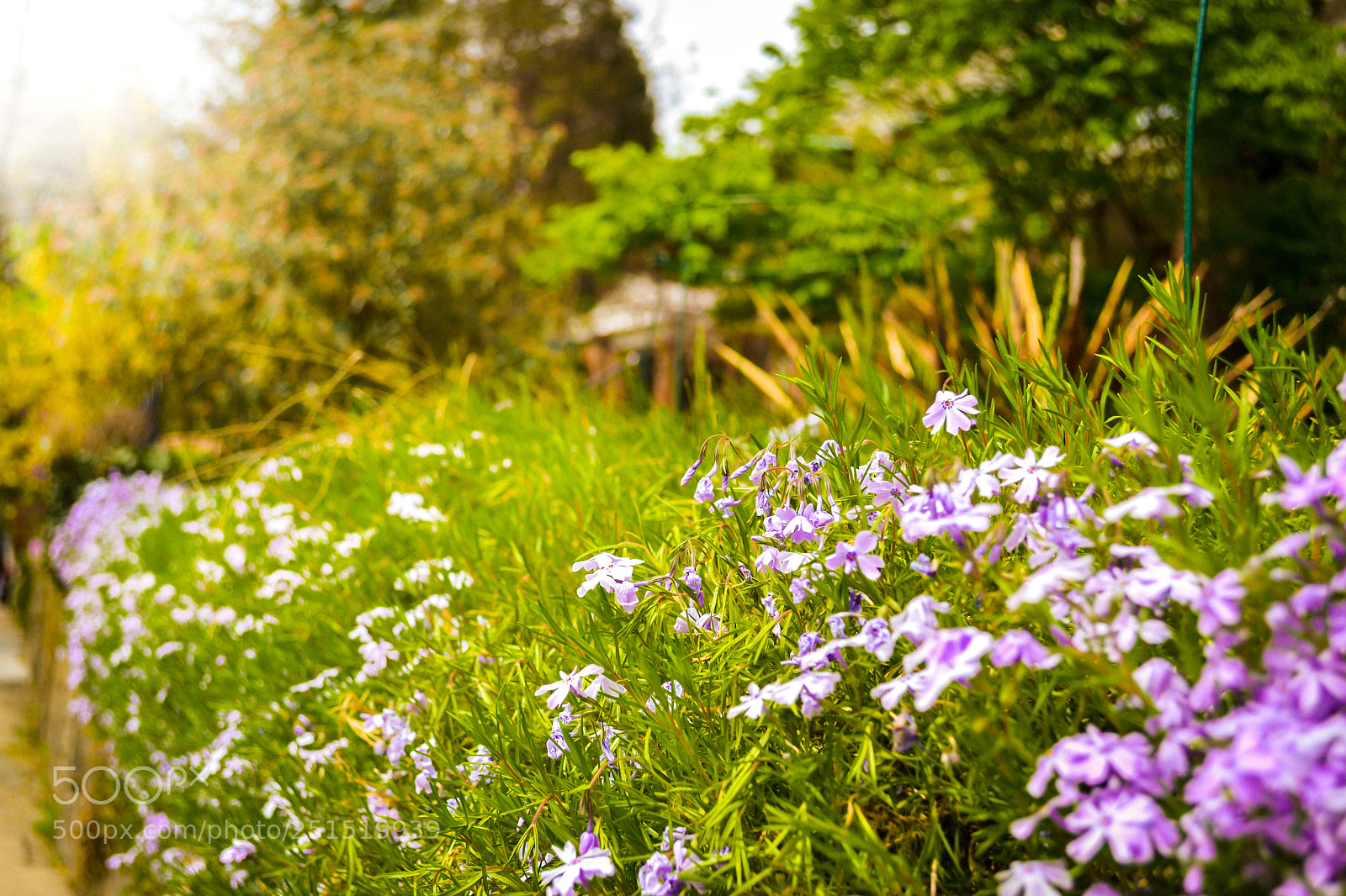 Nikon D3100 sample photo. Blossom photography