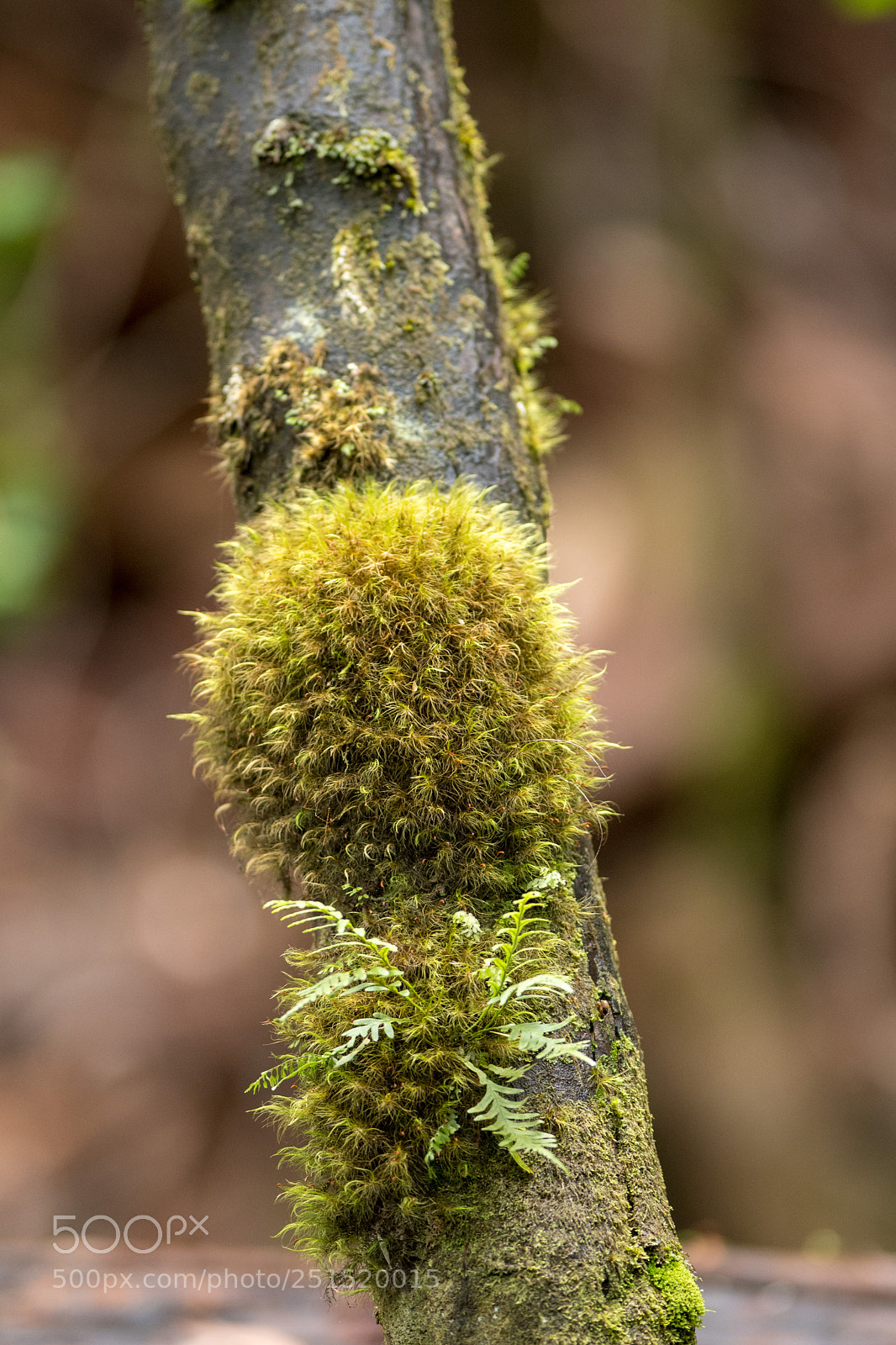 Nikon D500 sample photo. Rainforest growth photography