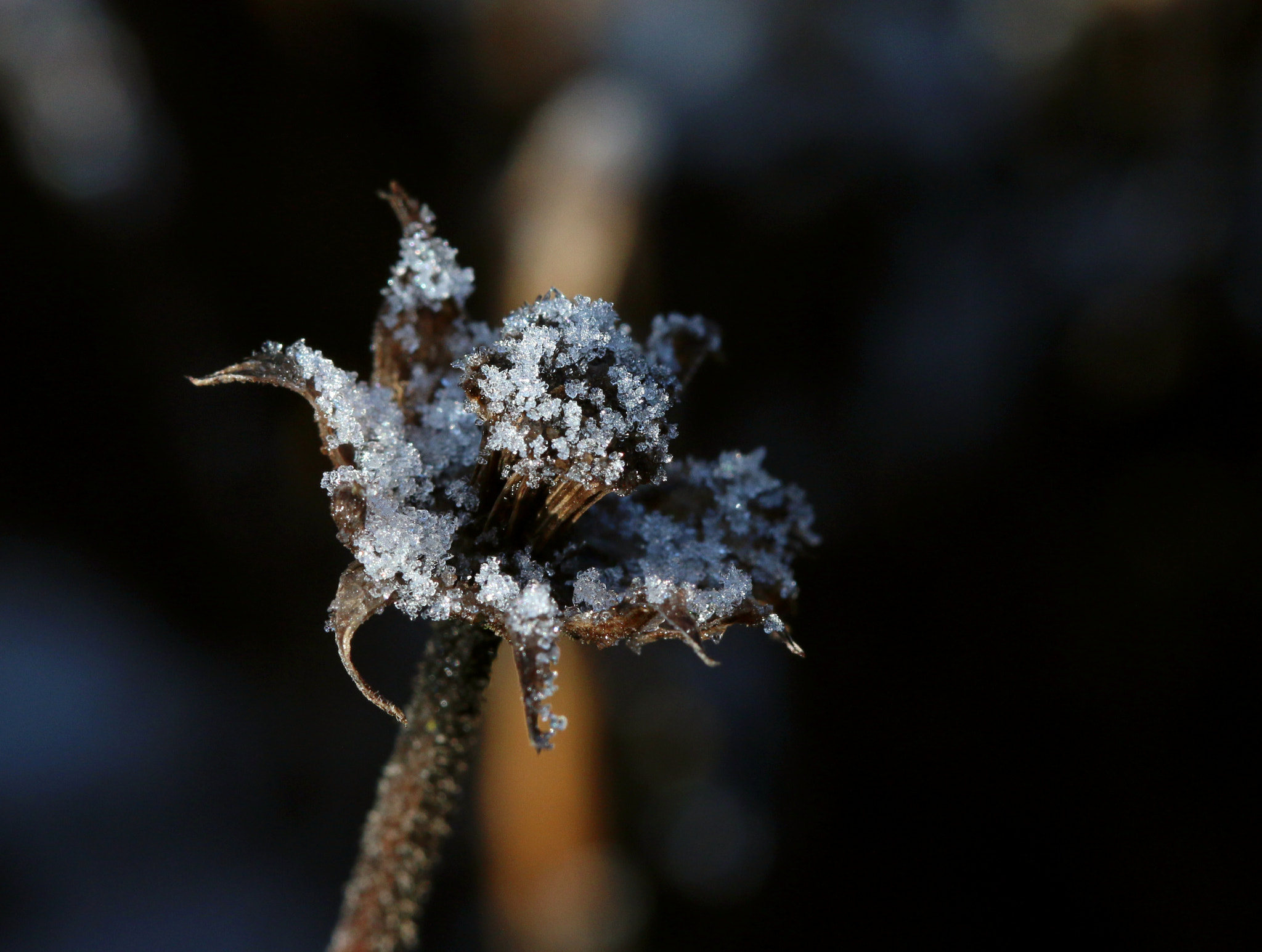 Canon EOS 70D + Canon EF 100mm F2.8 Macro USM sample photo. Frost photography