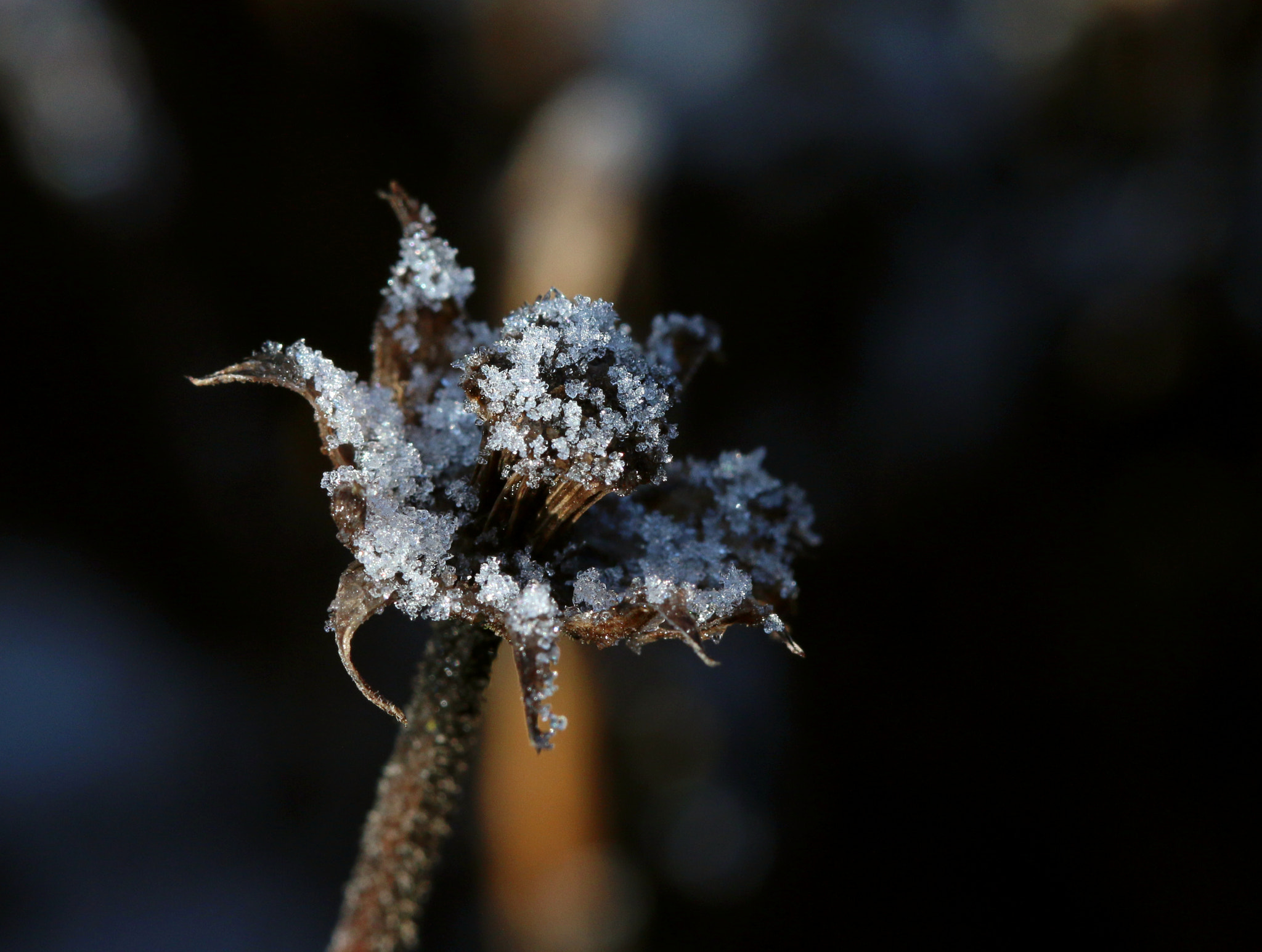 Canon EF 100mm F2.8 Macro USM sample photo. Frost photography