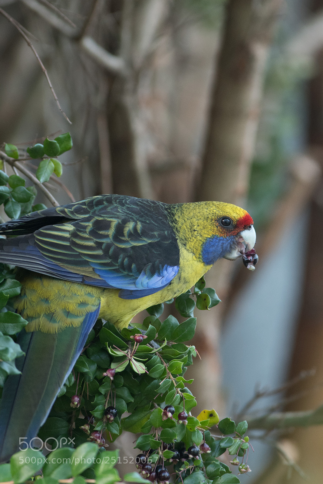 Nikon D500 sample photo. Green rosella photography