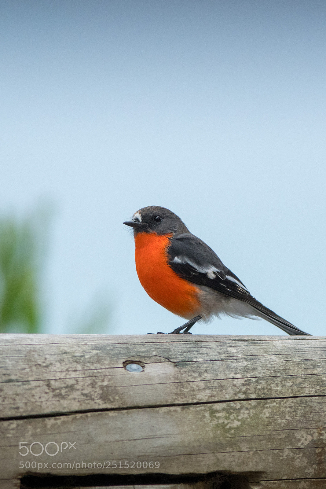 Nikon D500 sample photo. Flame robin- male photography