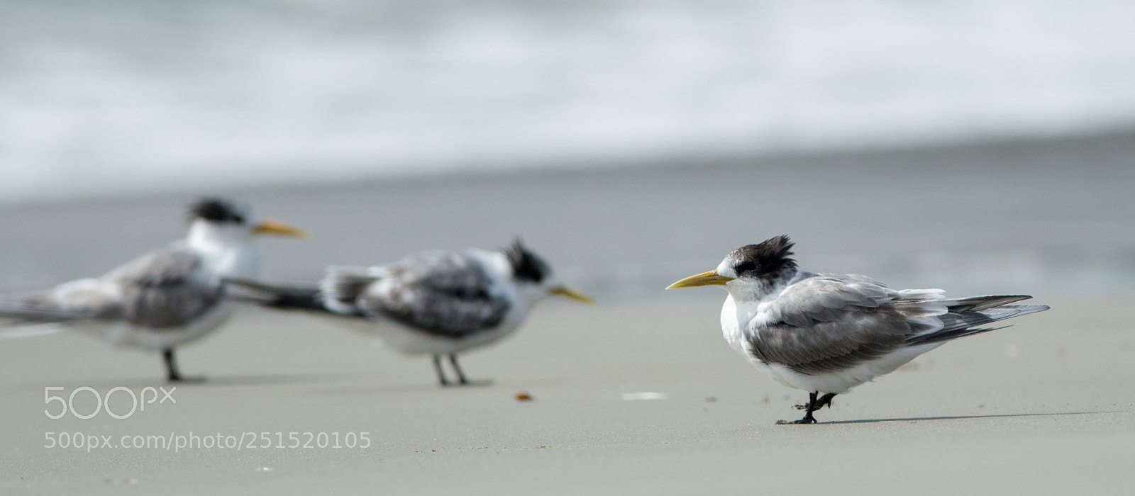 Nikon D500 sample photo. Crested turns photography