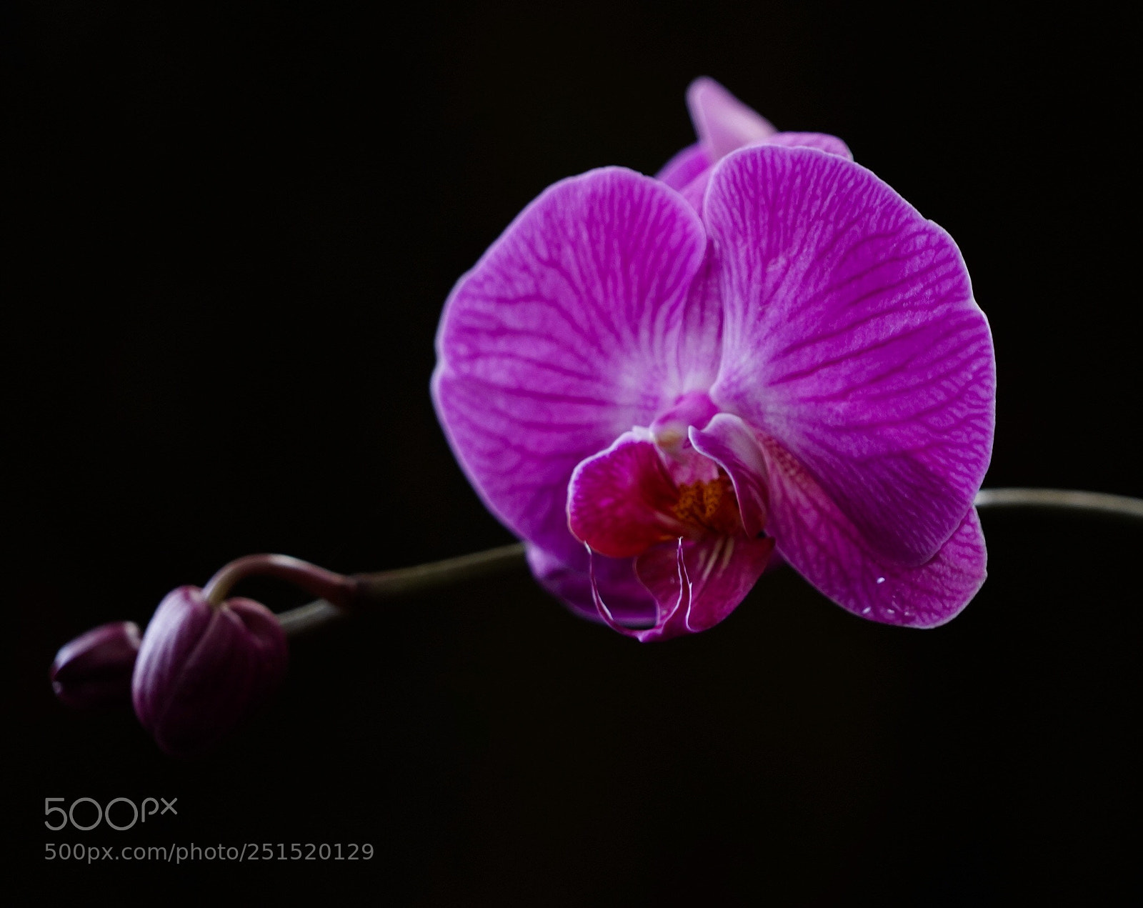 Sony a9 sample photo. Orchid  photography