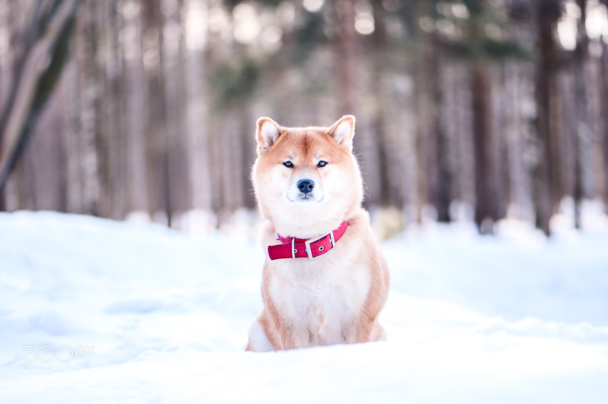 Nikon D700 sample photo. Shiba inu photography