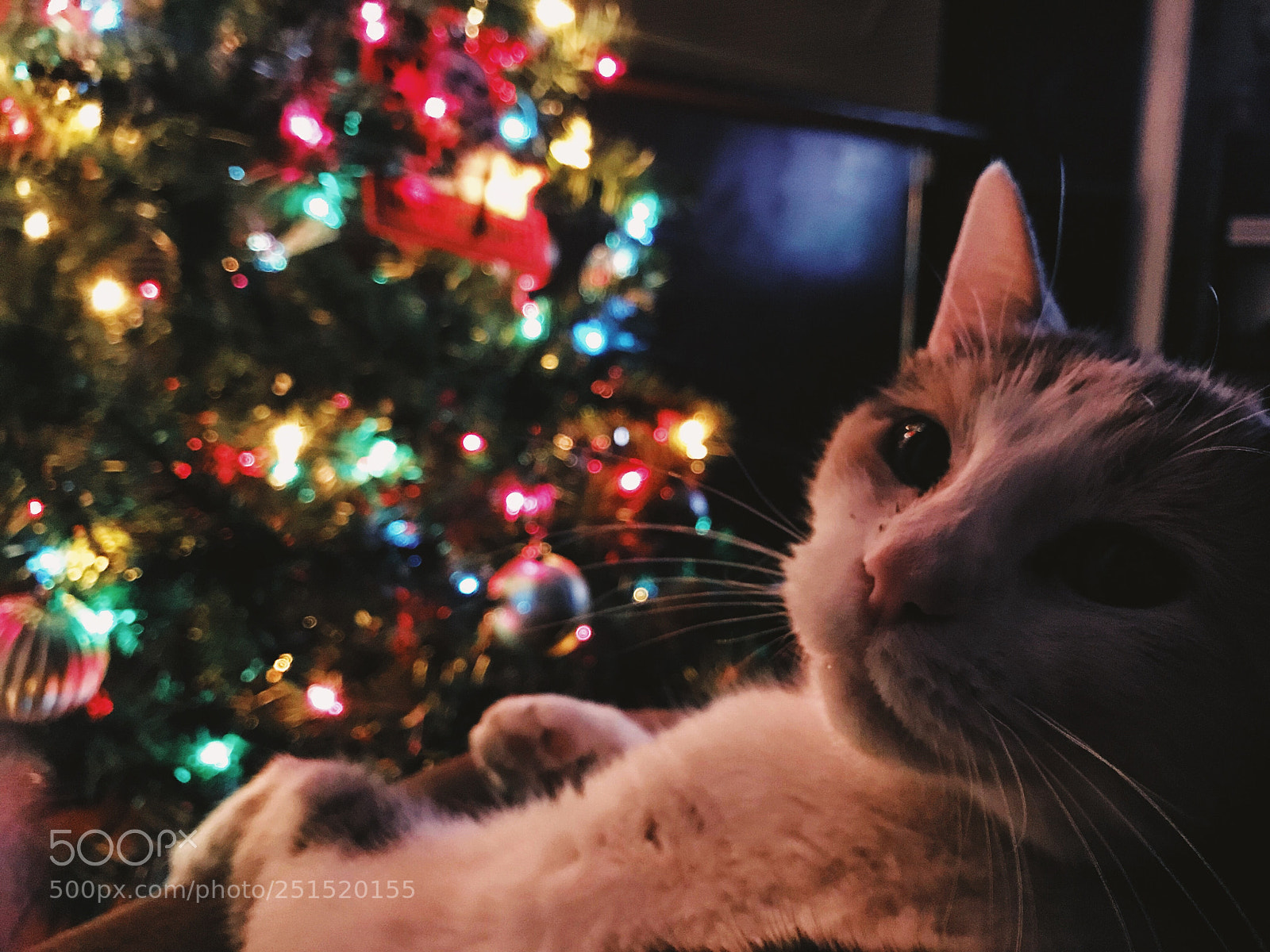 Apple iPhone 7 Plus sample photo. Avery at christmas  photography
