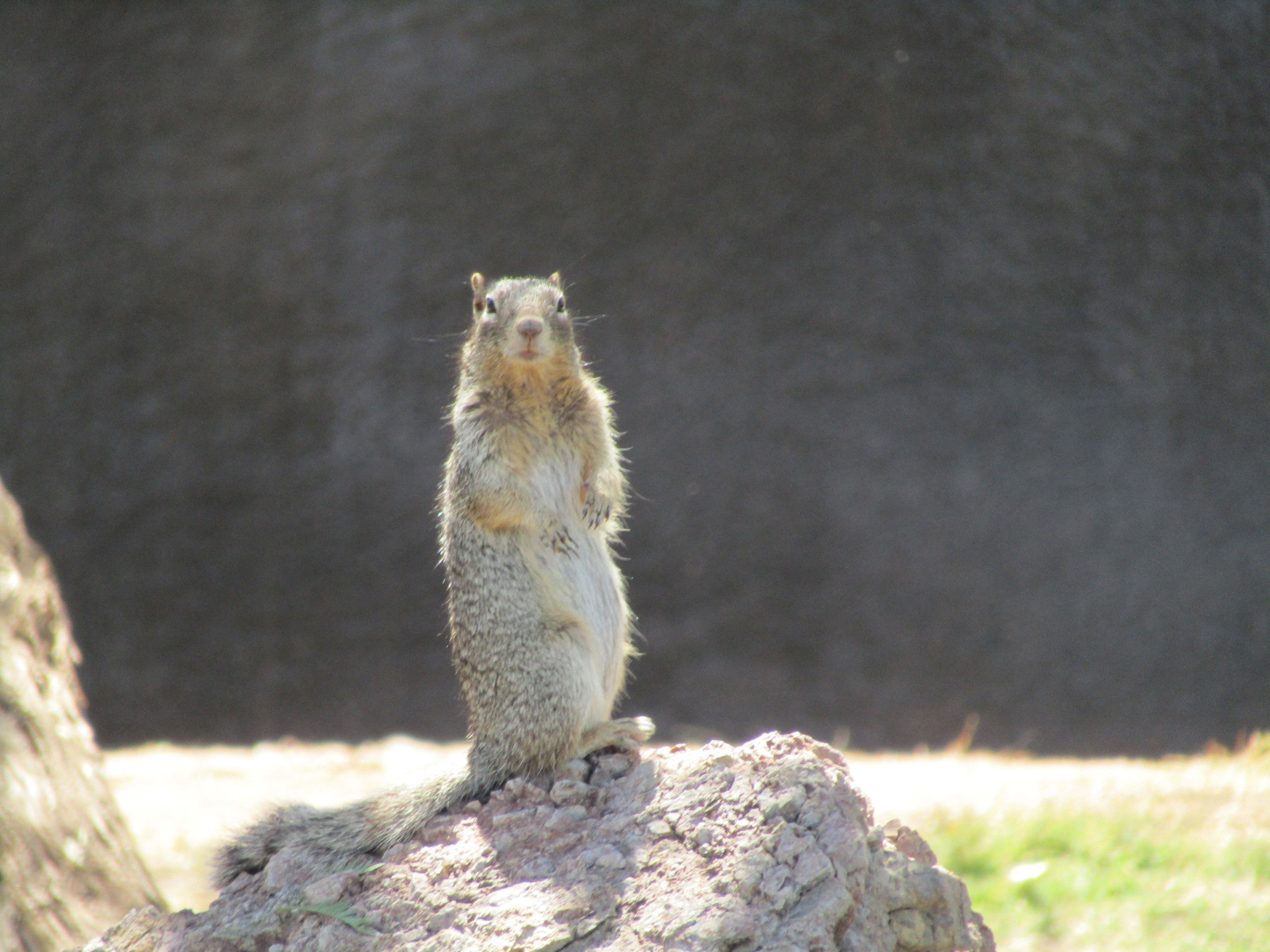 Canon PowerShot SX420 IS sample photo. The standing squirrel photography