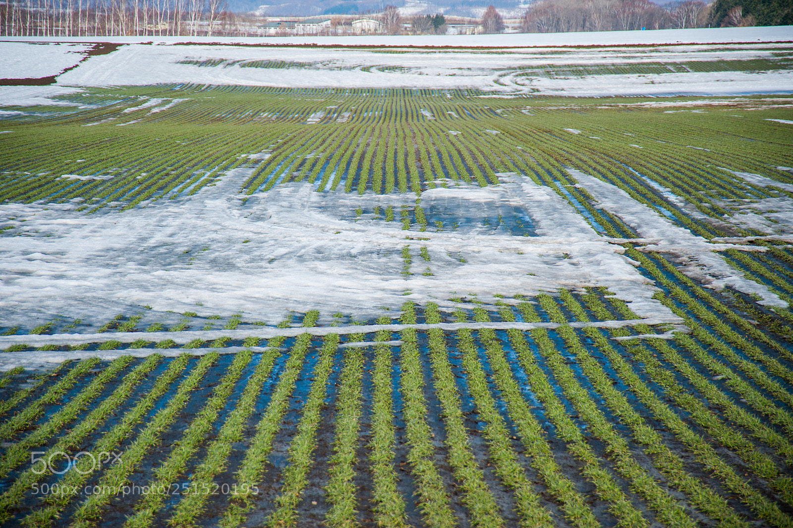 Nikon D700 sample photo. Wheat field, spring photography