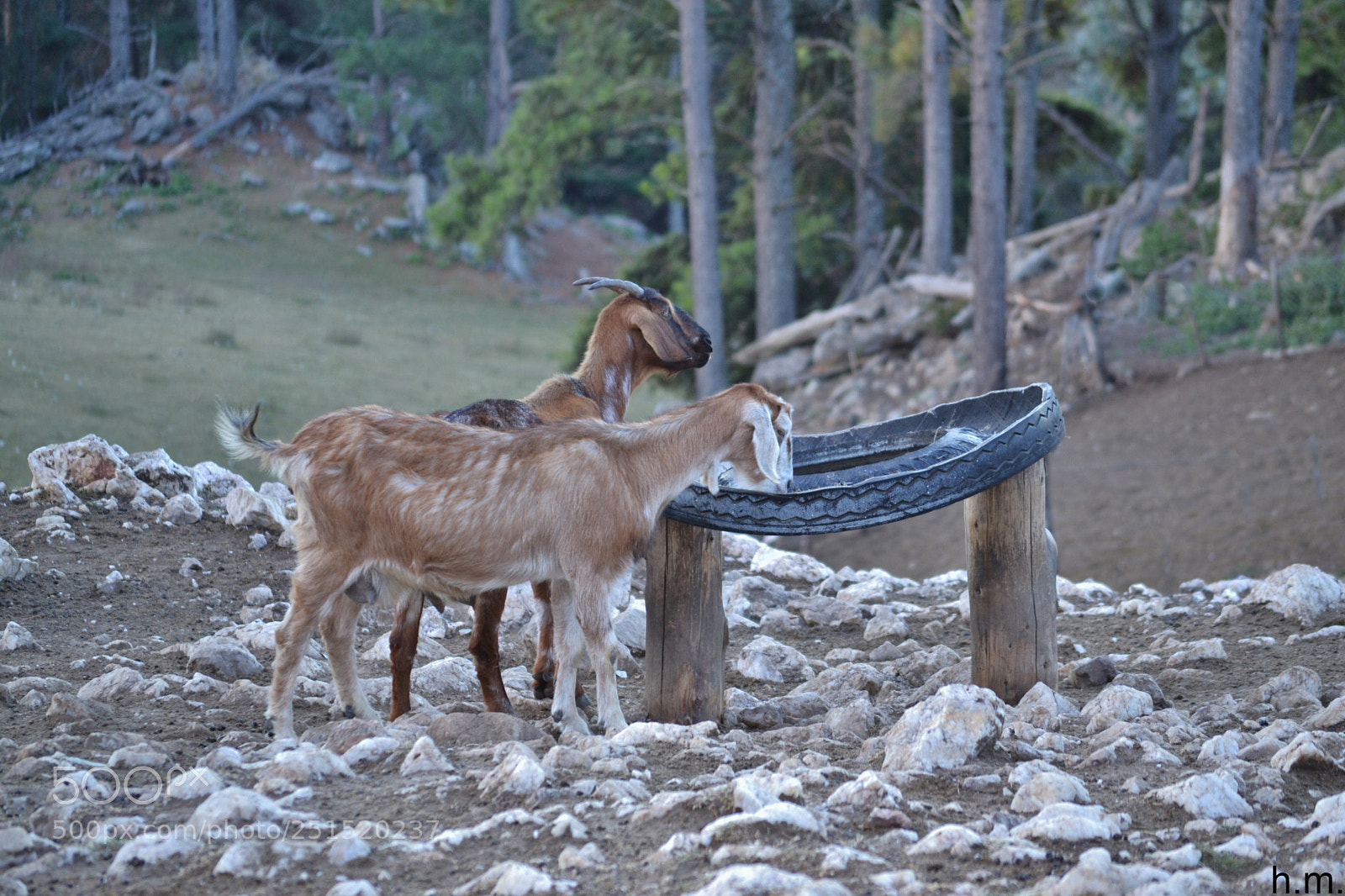 Nikon D3100 sample photo. Cfco photography