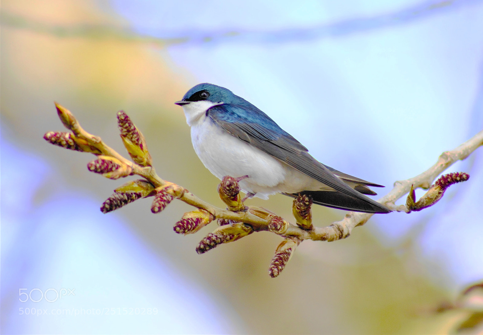 Canon EOS 60D sample photo. Swallow -- 燕子 photography