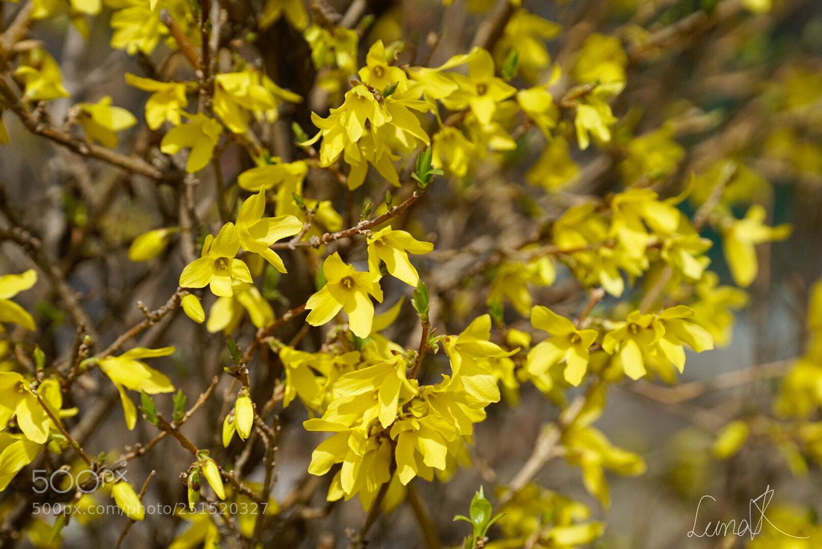 Sony a7R II sample photo. Gaenari photography