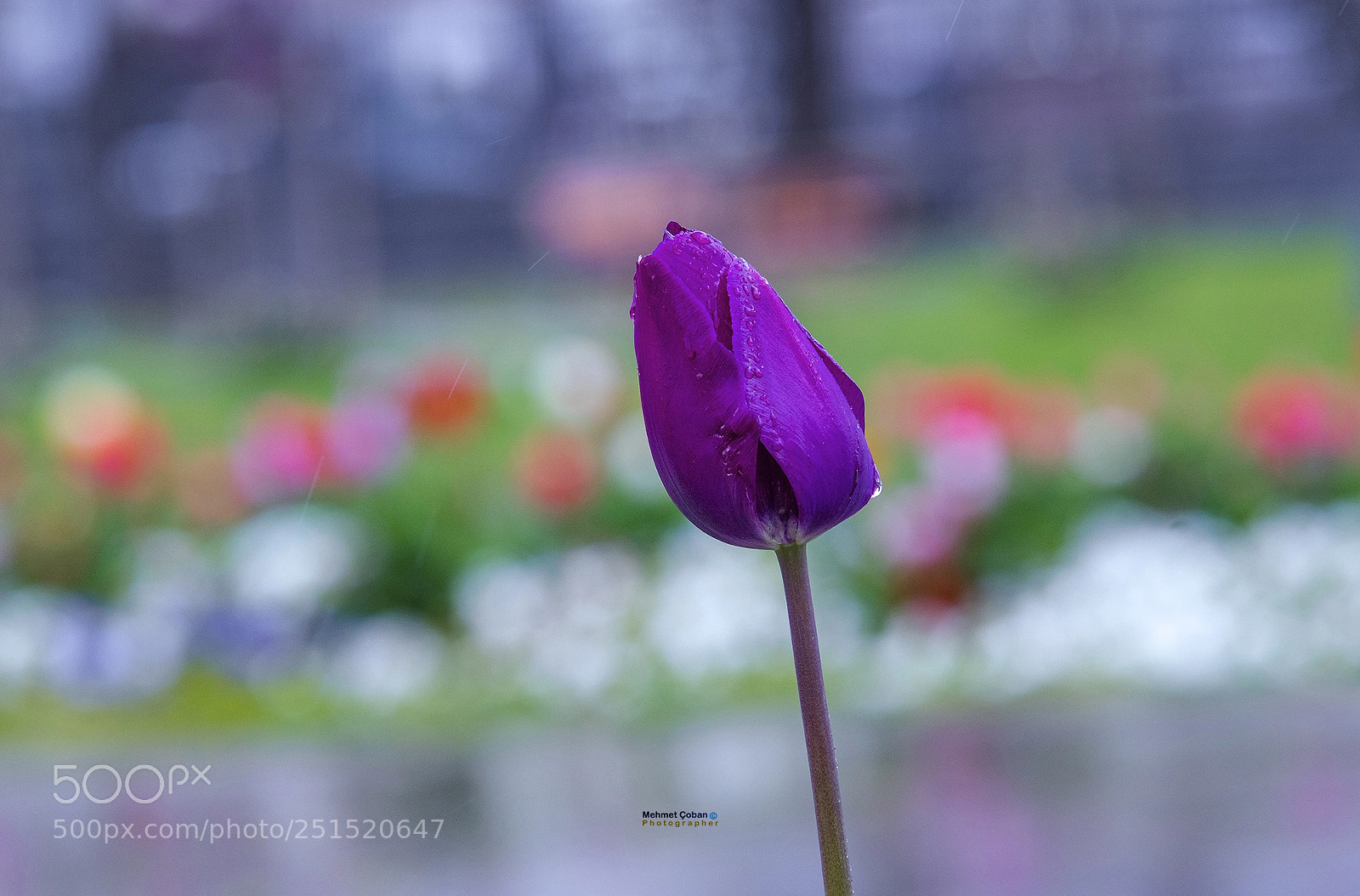 Pentax K-3 II sample photo. Purple charm photography