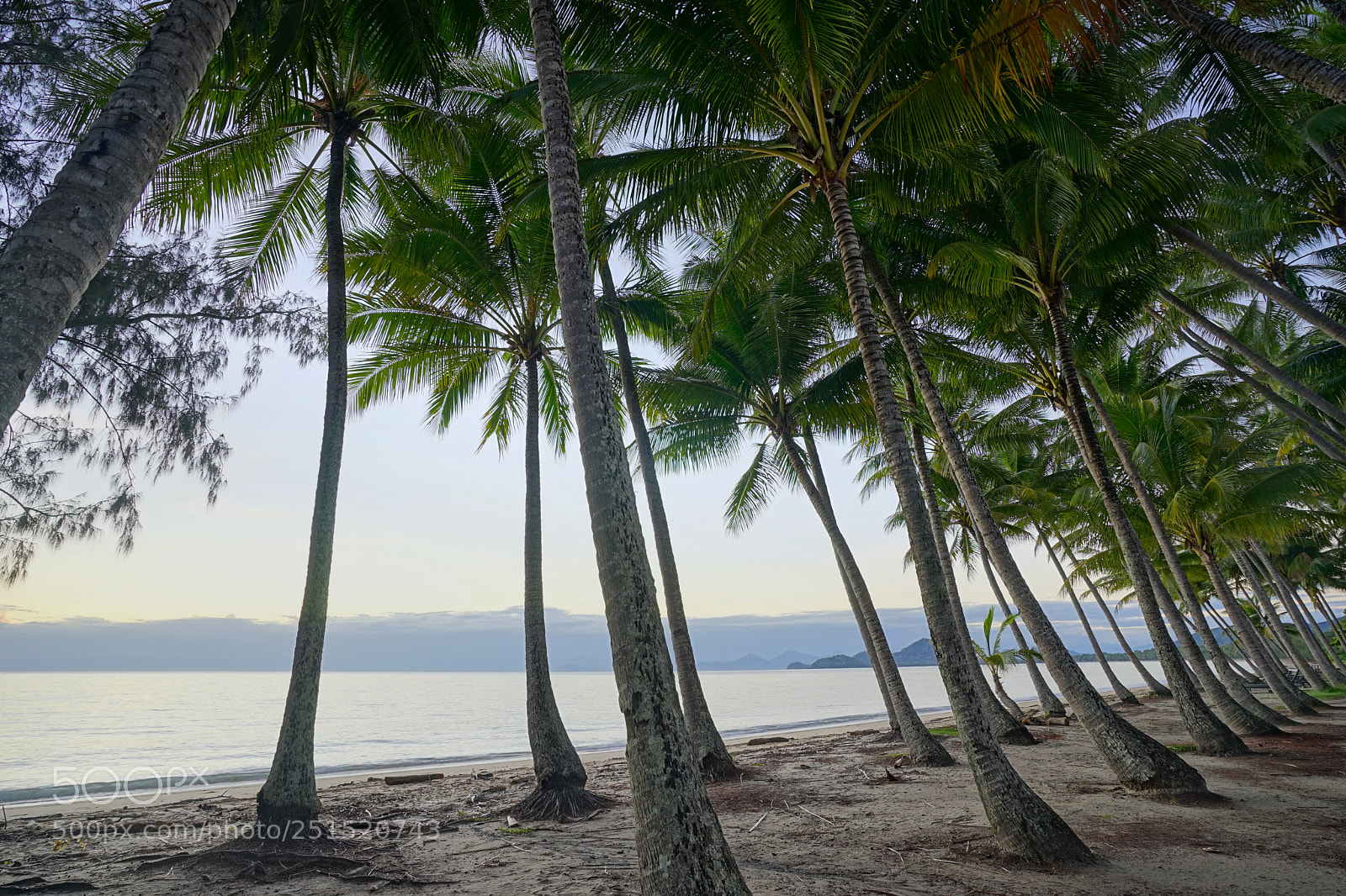 Sony a7 sample photo. Palm cove palm trees photography