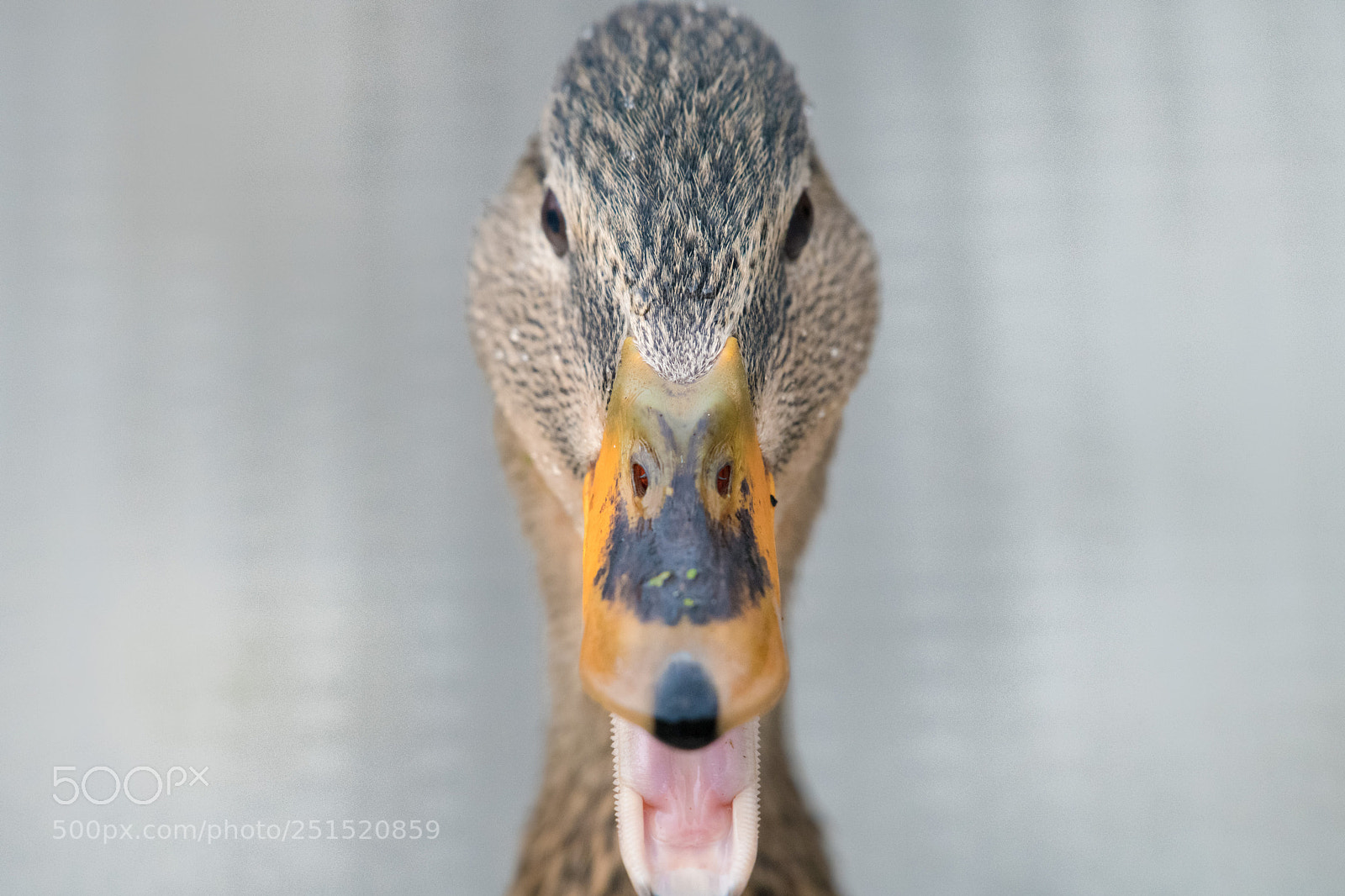 Nikon D850 sample photo. Angry mallard photography