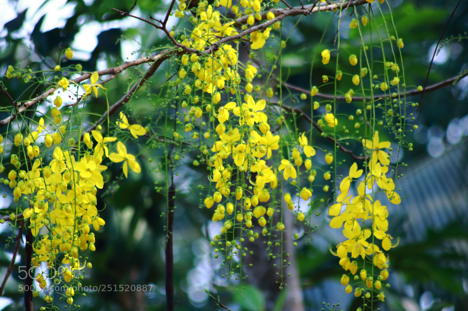 Canon EOS 750D (EOS Rebel T6i / EOS Kiss X8i) sample photo. Untitled photography