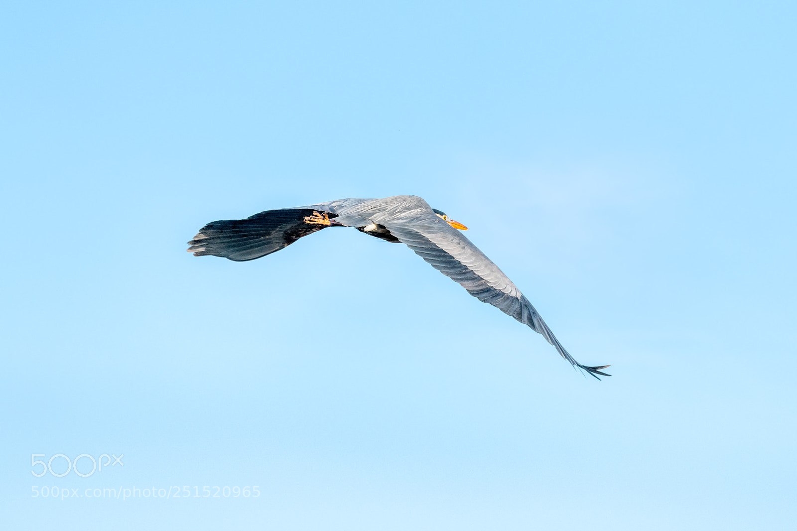 Nikon D850 sample photo. Blue heron photography