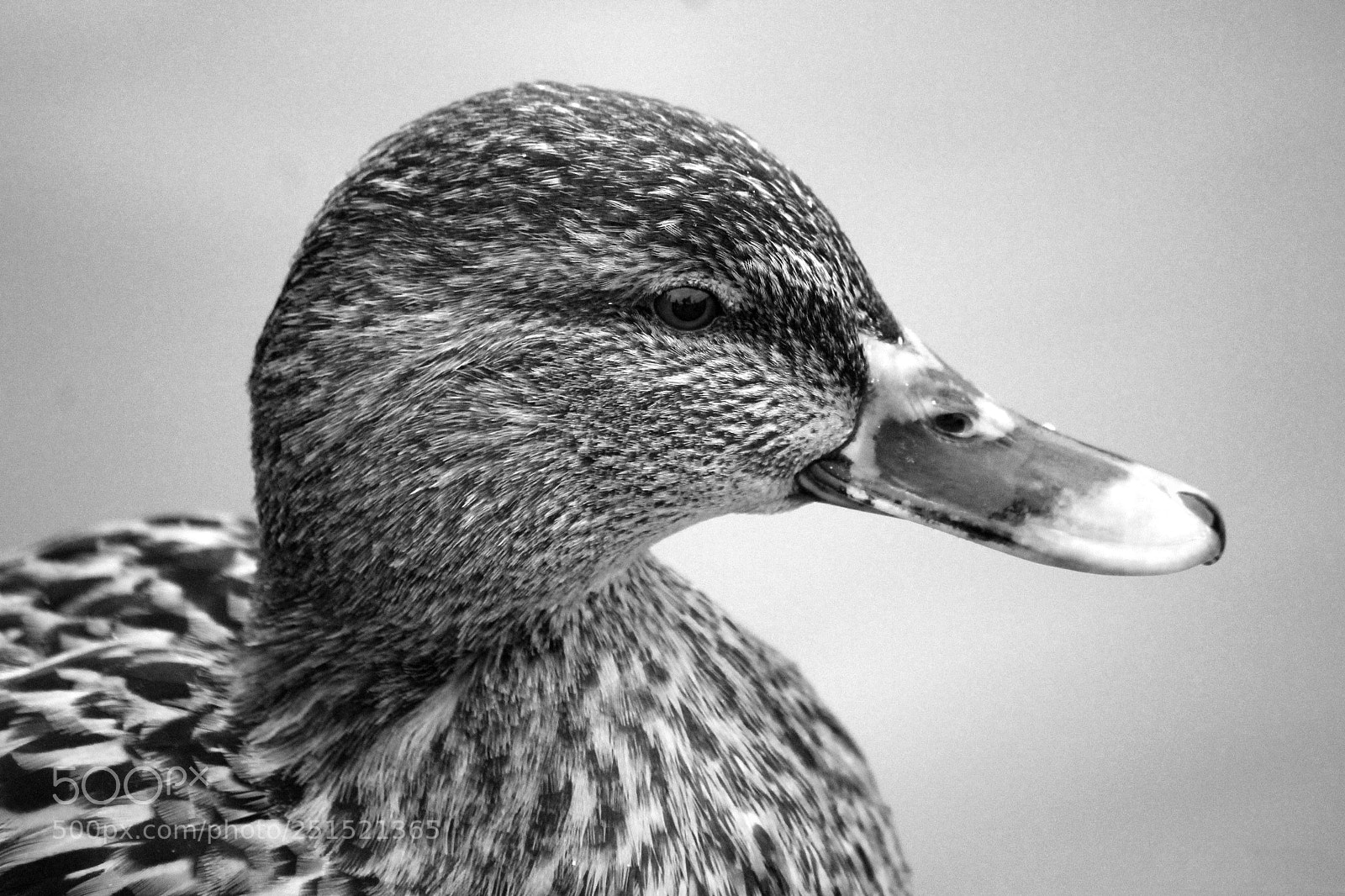 Canon EOS 1200D (EOS Rebel T5 / EOS Kiss X70 / EOS Hi) sample photo. Mallard close-up photography