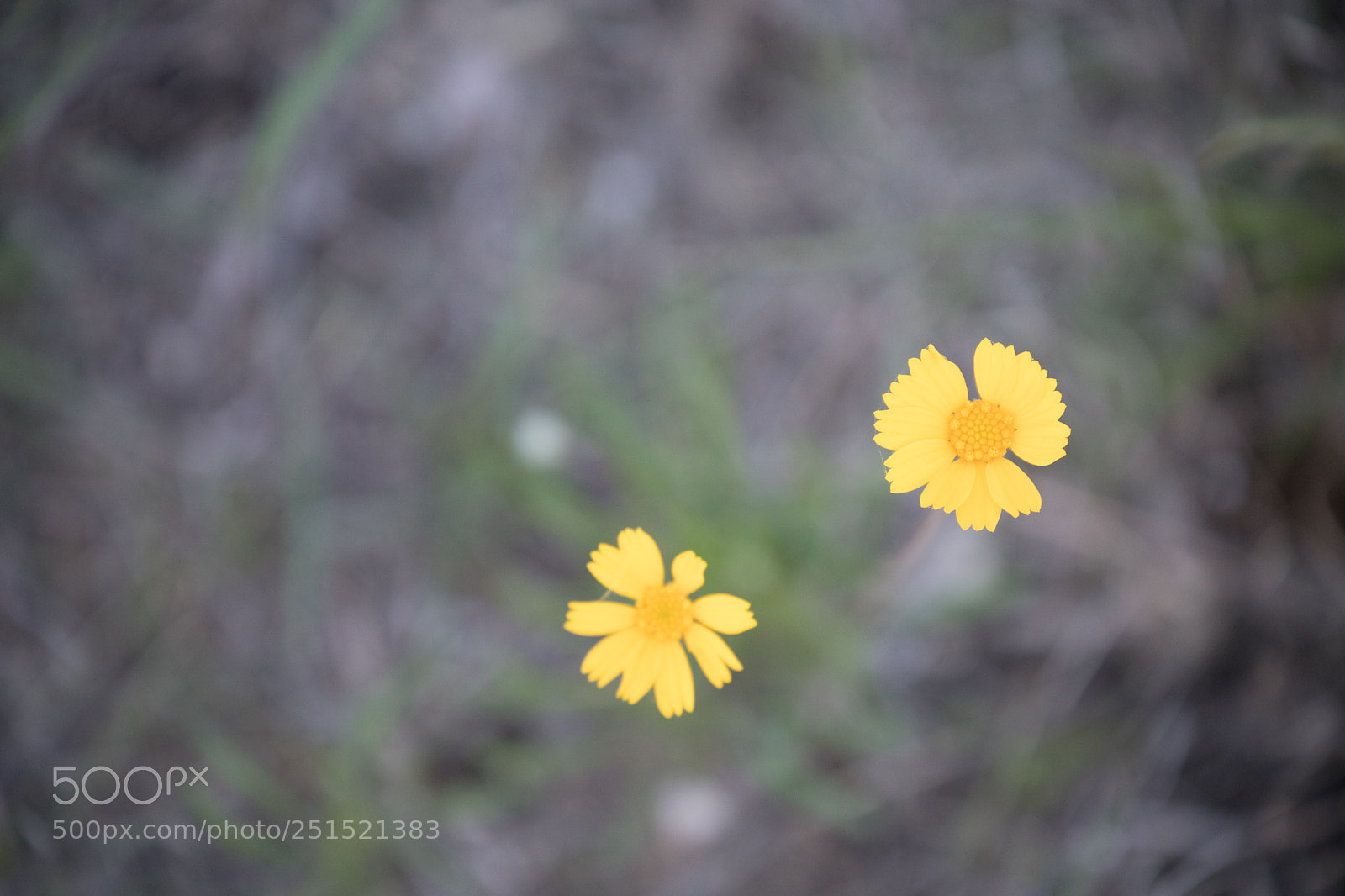 Canon EOS 6D Mark II sample photo. Floating flowers photography