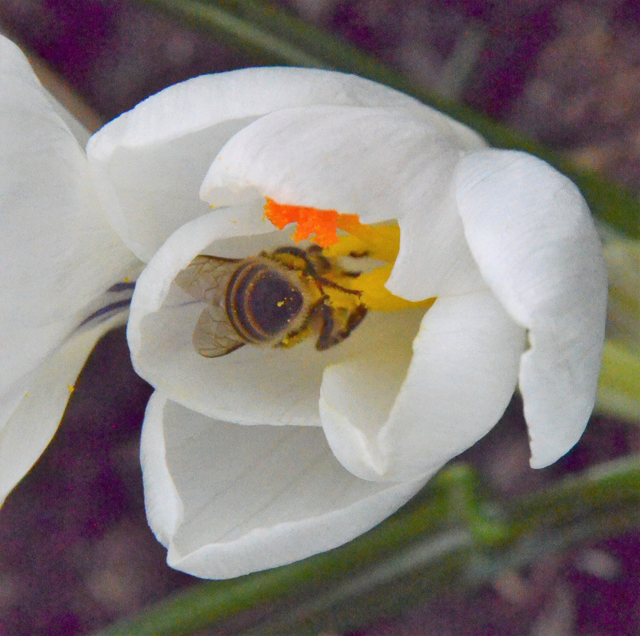 Nikon D5100 sample photo. Biene / bal arısı photography