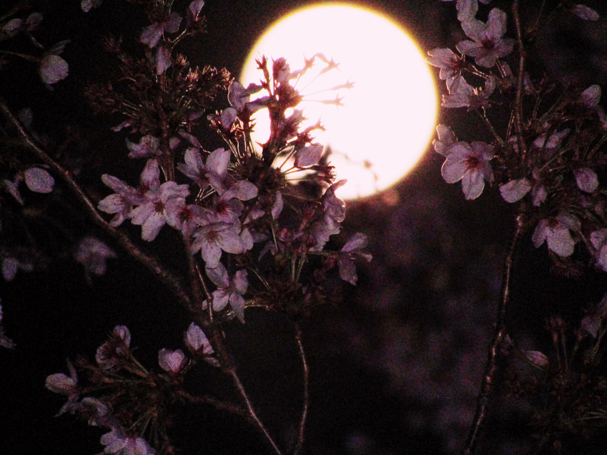 Canon POWERSHOT SX430 IS sample photo. 夜が明けたらキミがいないような気がして photography