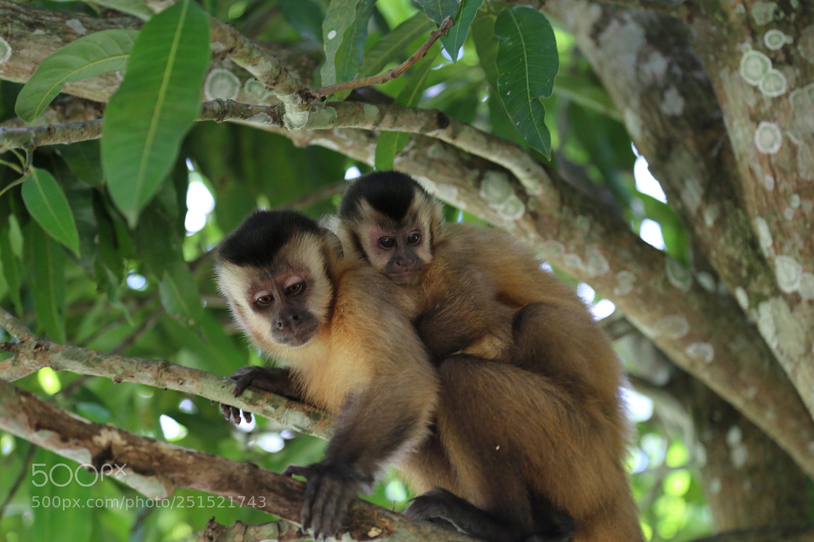 Canon EOS 6D + Canon EF 24-105mm F4L IS USM sample photo. Macaquinhos photography