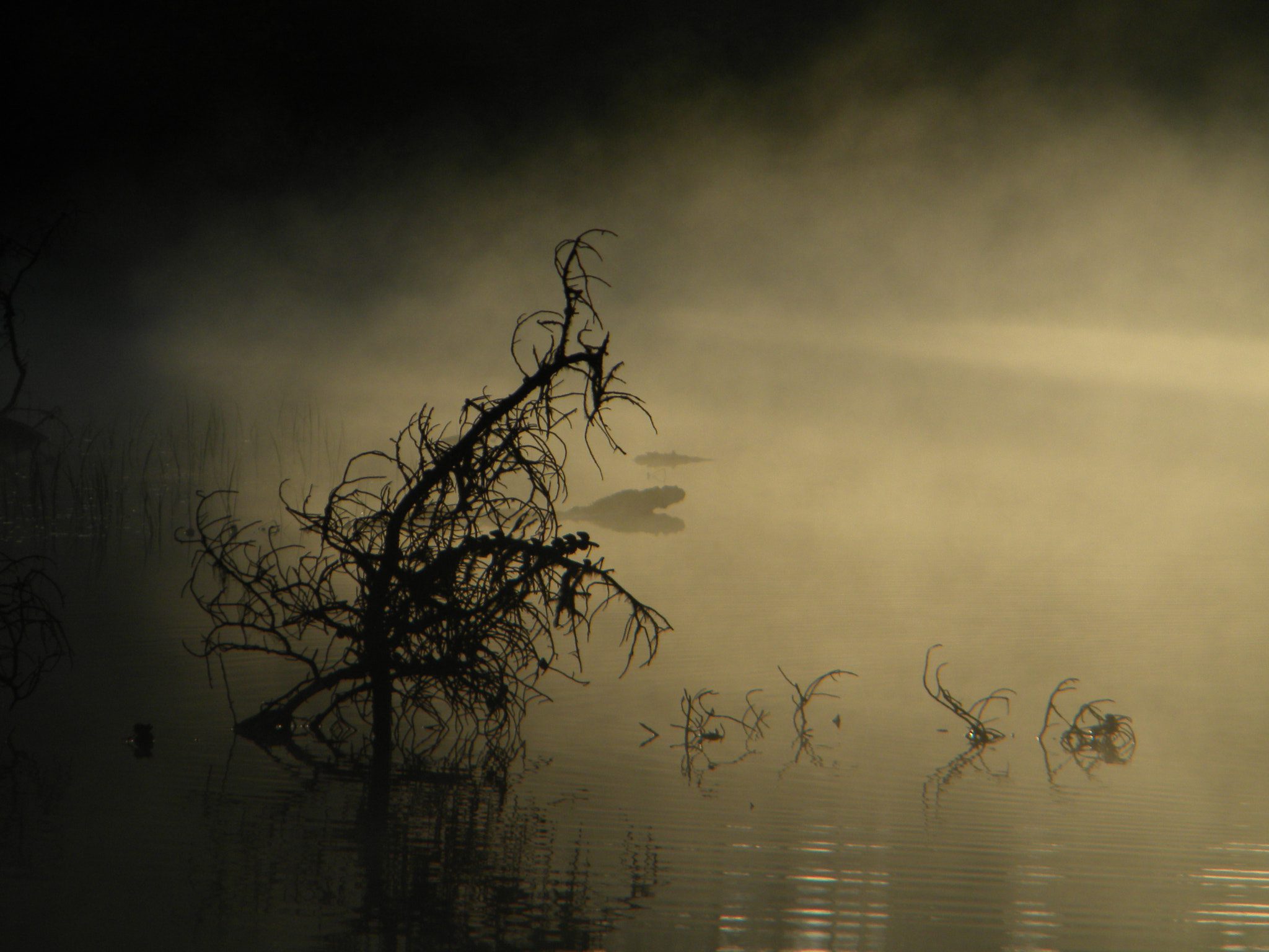 Nikon Coolpix L100 sample photo. Misty morning photography